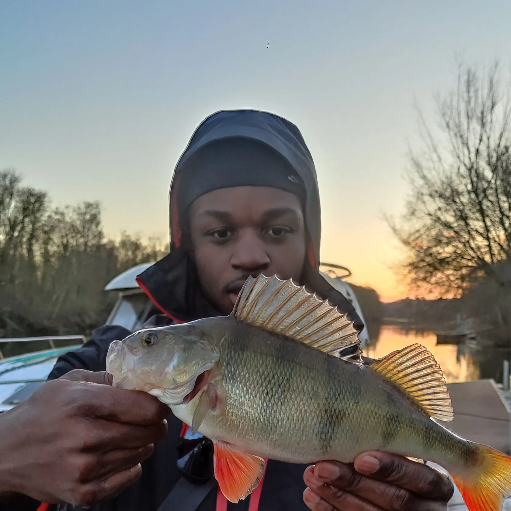 The most recent European perch catches on Fishbrain