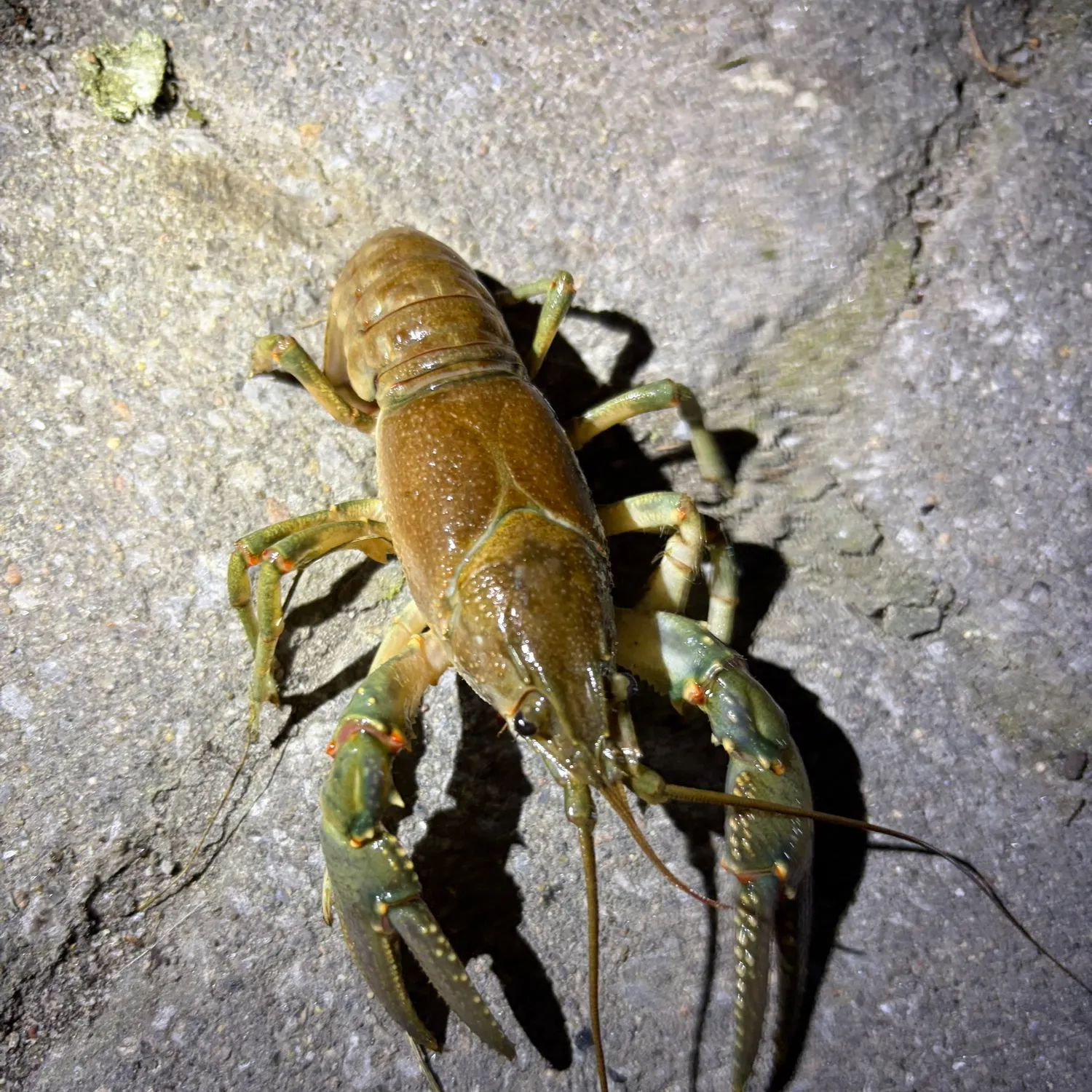Signal crayfish caught on Fishbrain