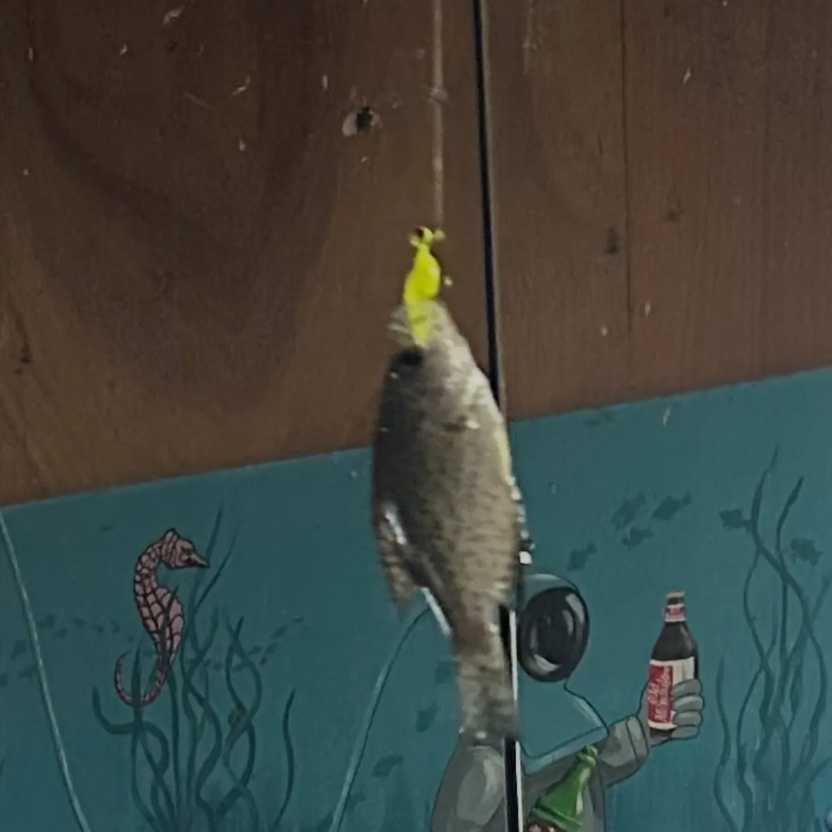 Black crappie caught on Fishbrain