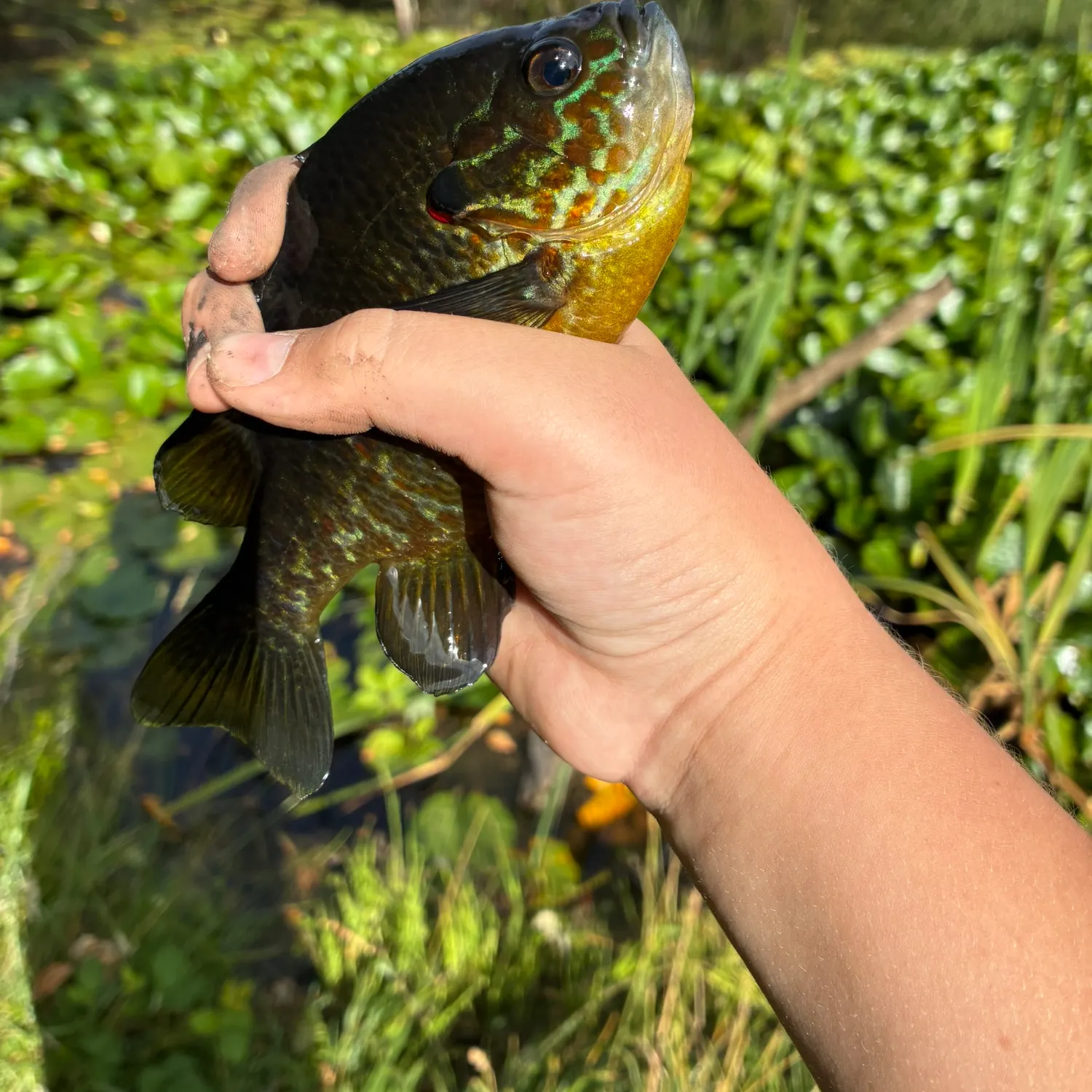 catch