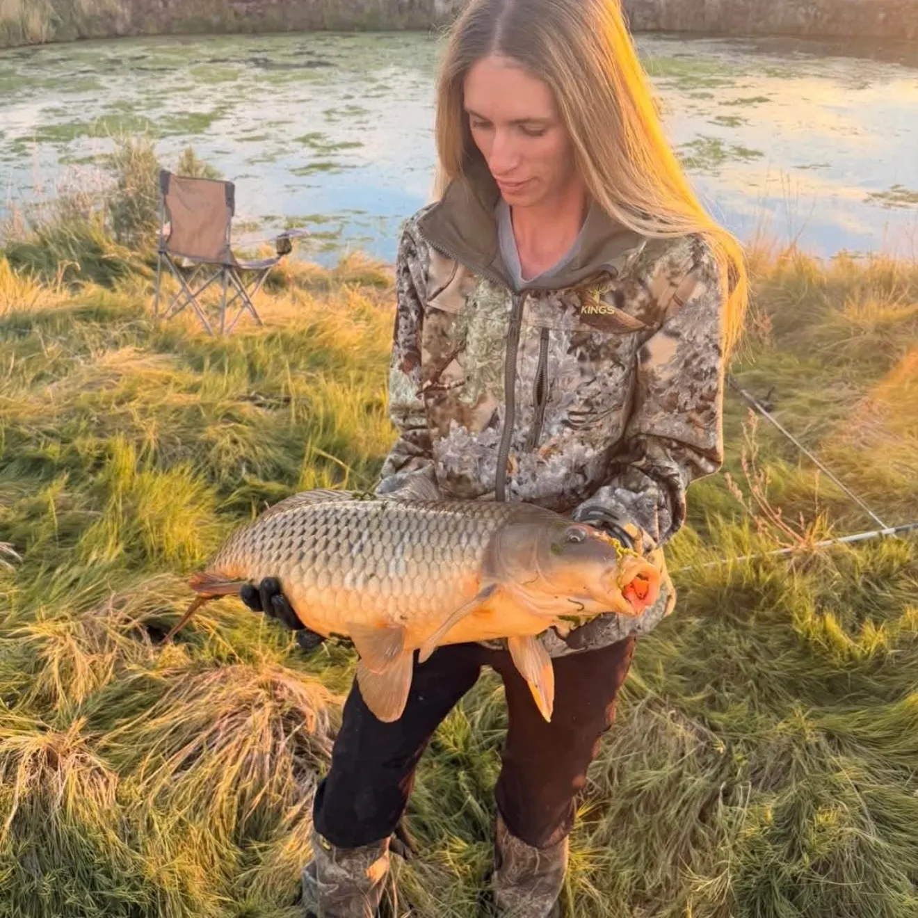 Common carp caught on Fishbrain