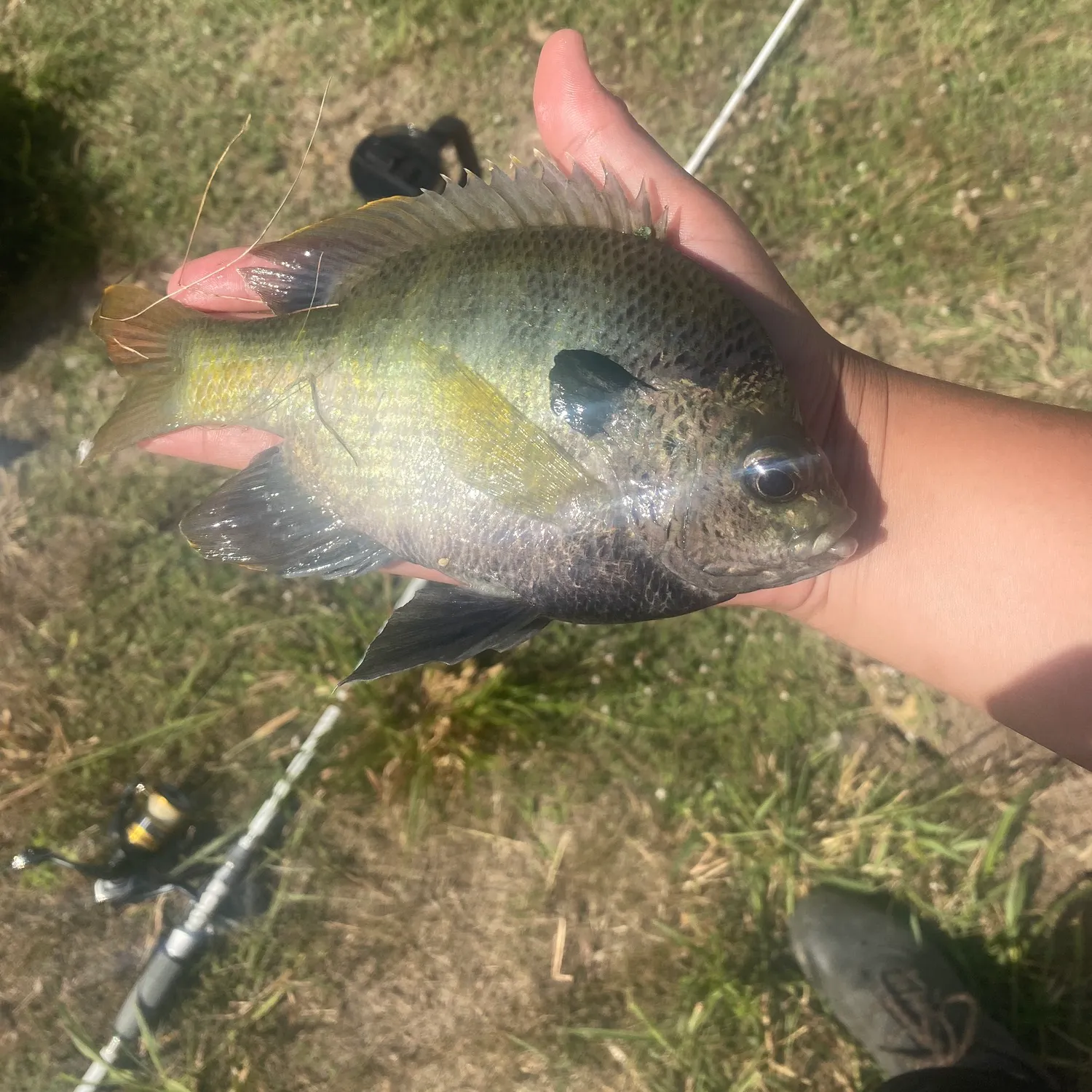 Bluegill caught on Fishbrain