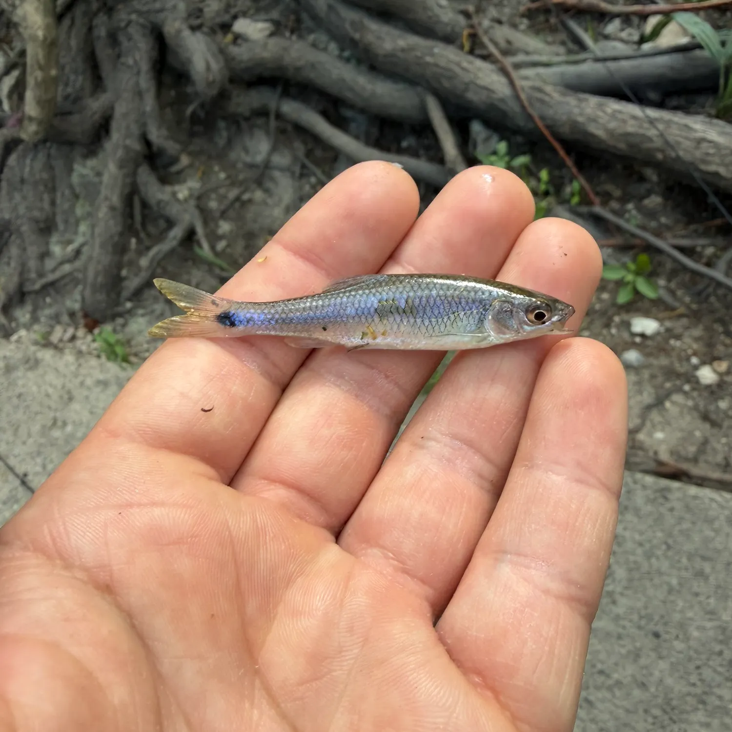 The most recent Western blacktail shiner catches on Fishbrain