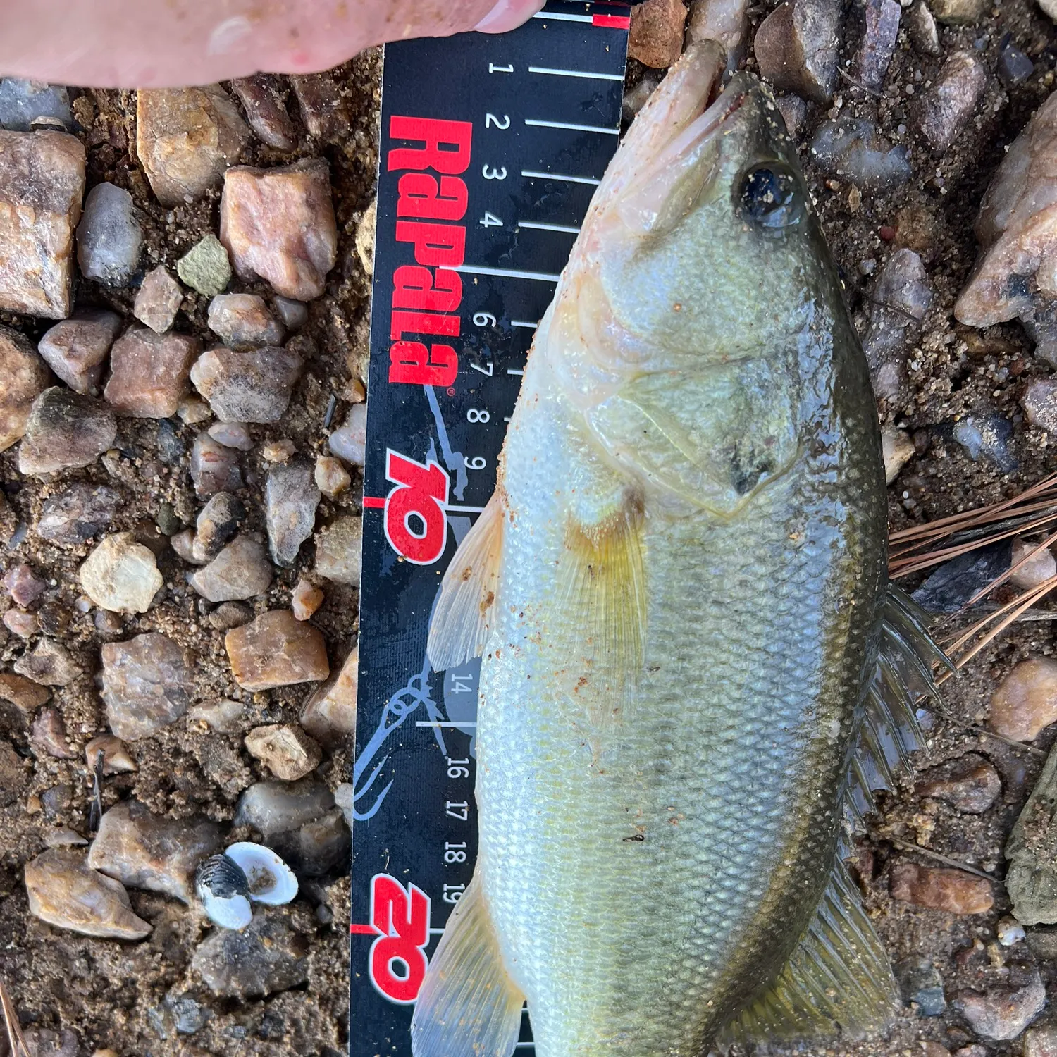 Largemouth bass caught on Fishbrain
