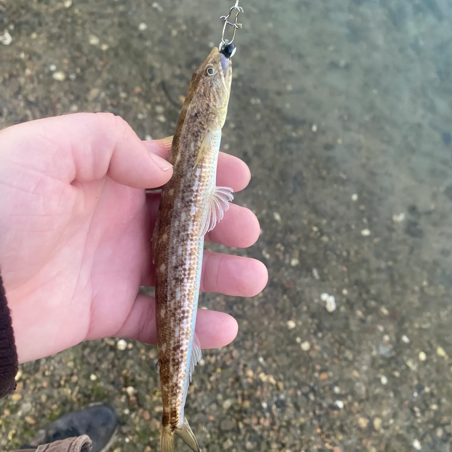 Inshore lizardfish caught on Fishbrain