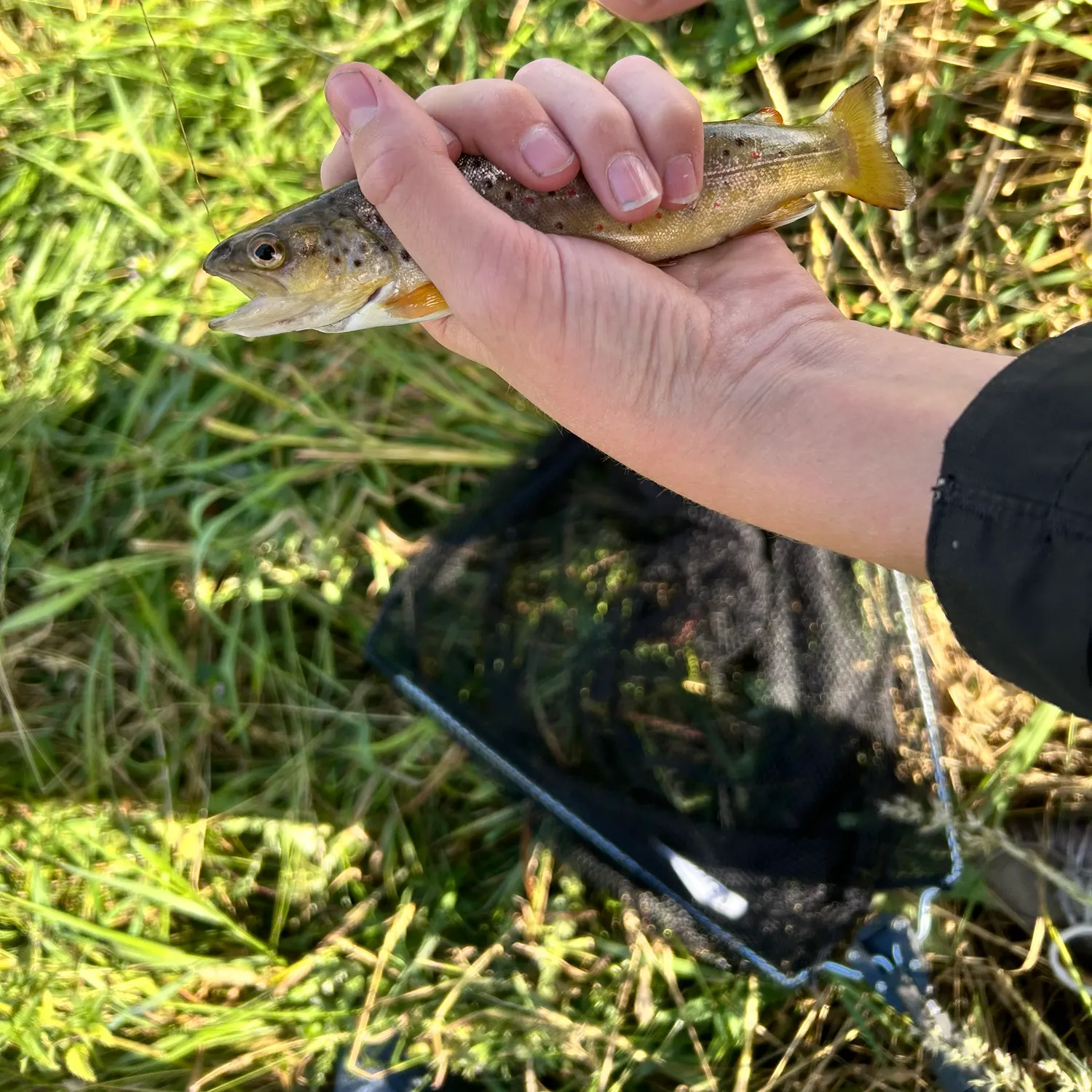 Brown trout caught on Fishbrain