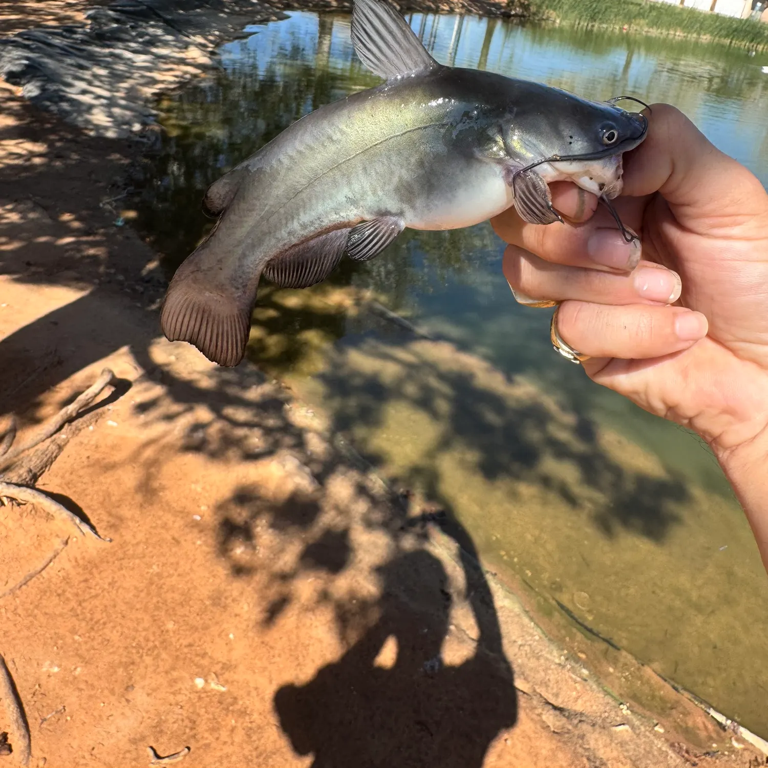 Black bullhead caught on Fishbrain