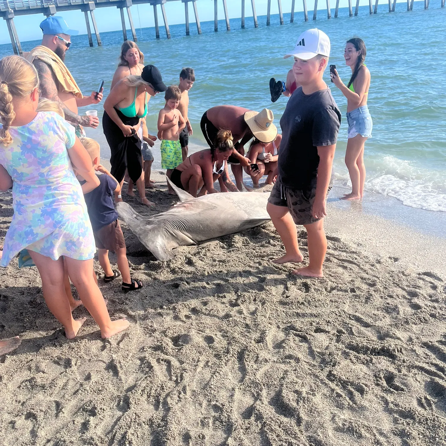 The most recent Great hammerhead shark catches on Fishbrain