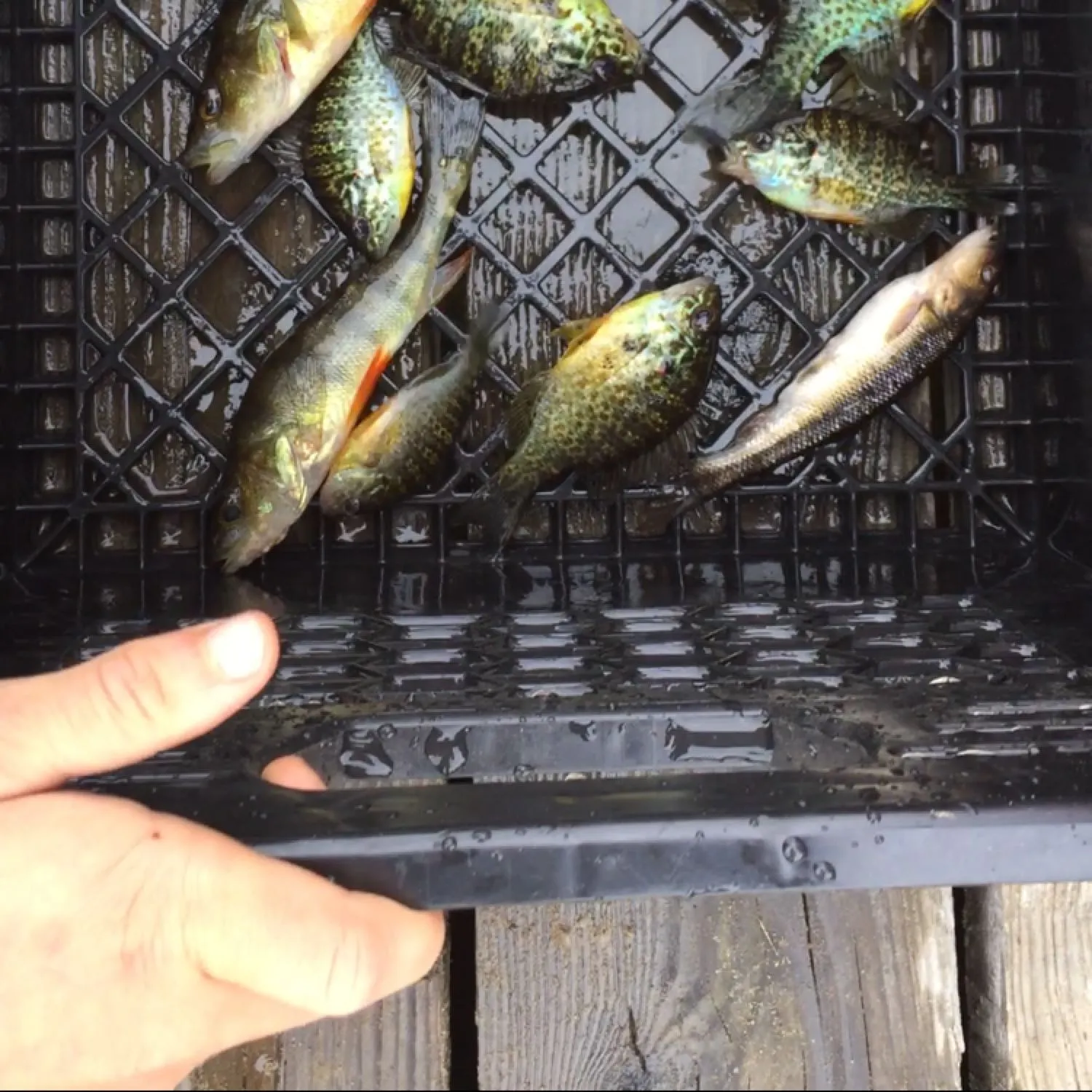 recently logged catches