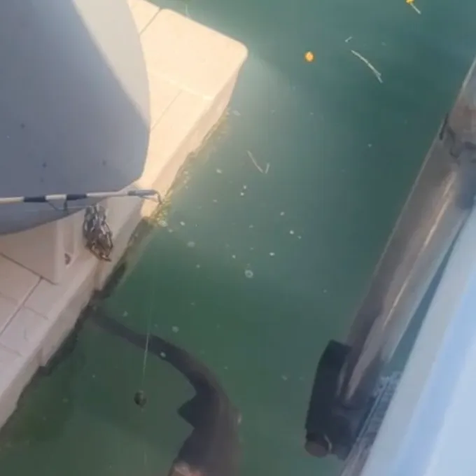 The most recent Nurse shark catches on Fishbrain