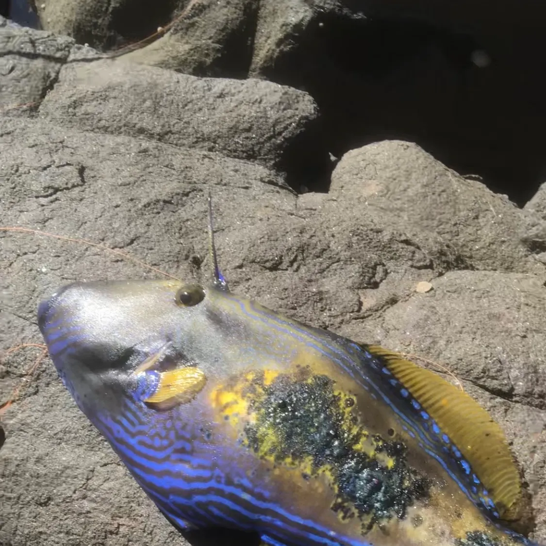 The most recent Six-spined leatherjacket catches on Fishbrain