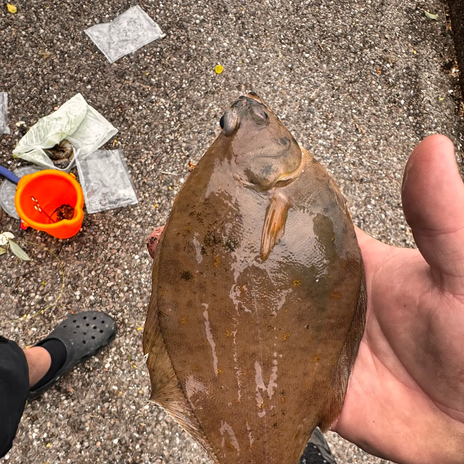 The most recent European flounder catches on Fishbrain