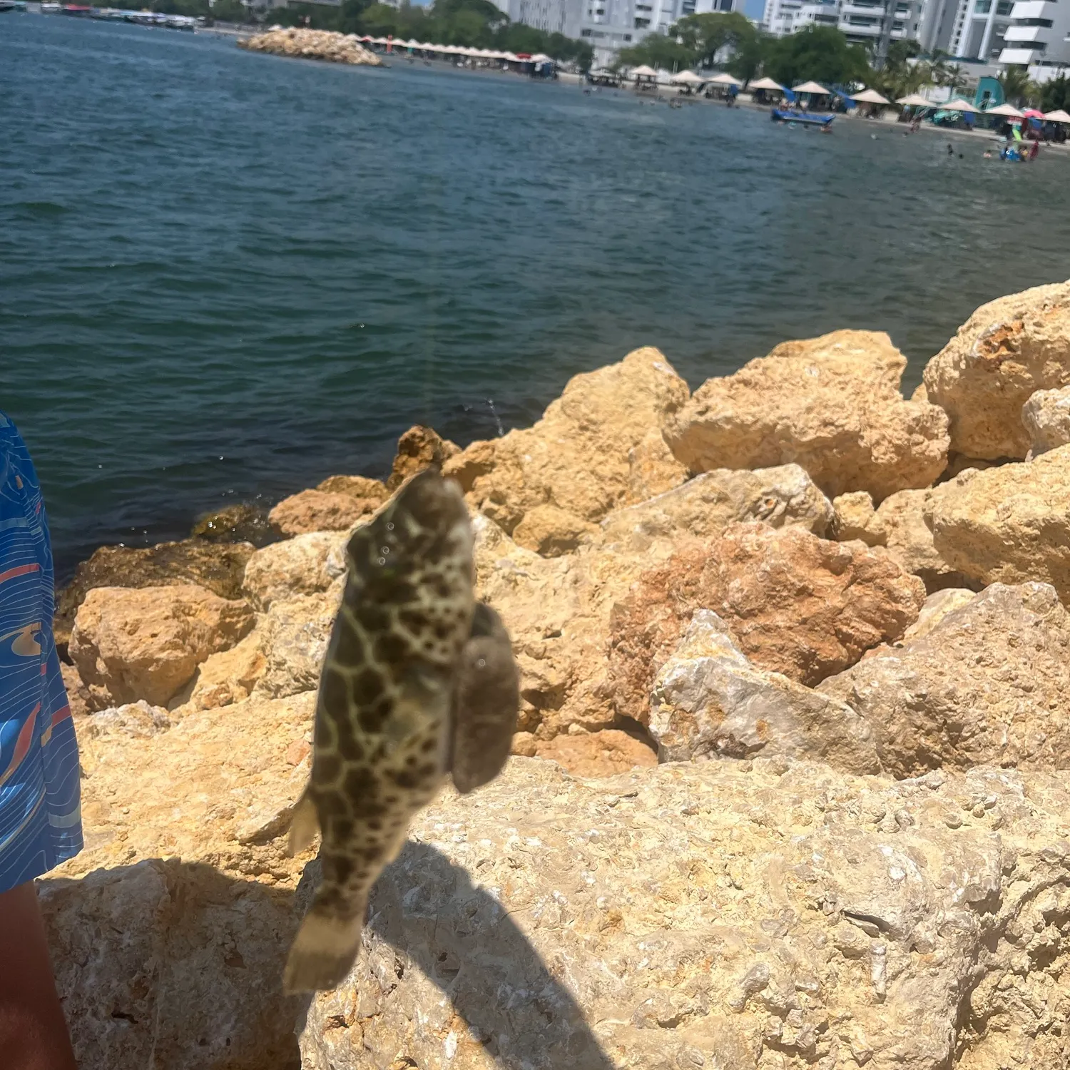The most recent Oceanic puffer catches on Fishbrain