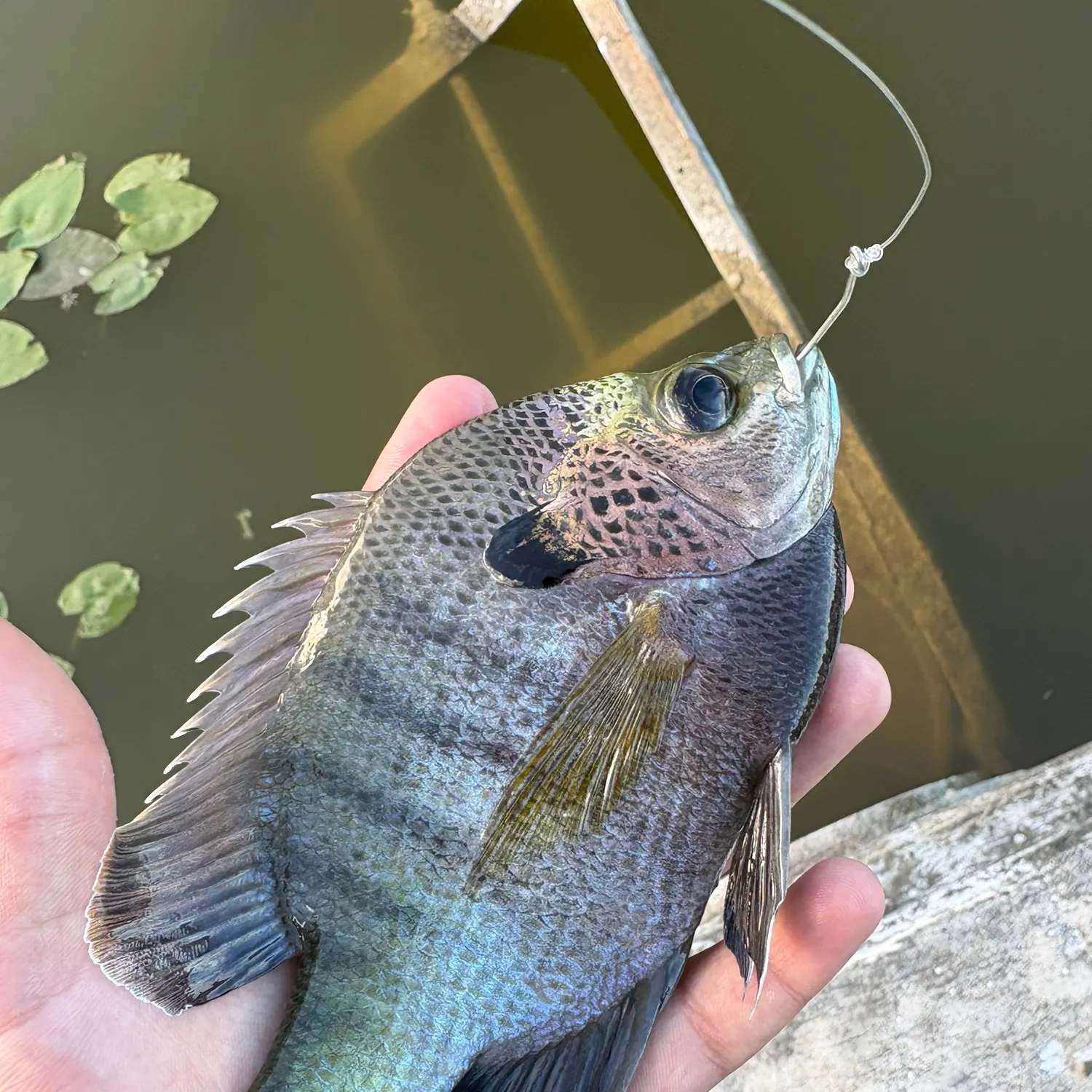 Bluegill caught on Fishbrain