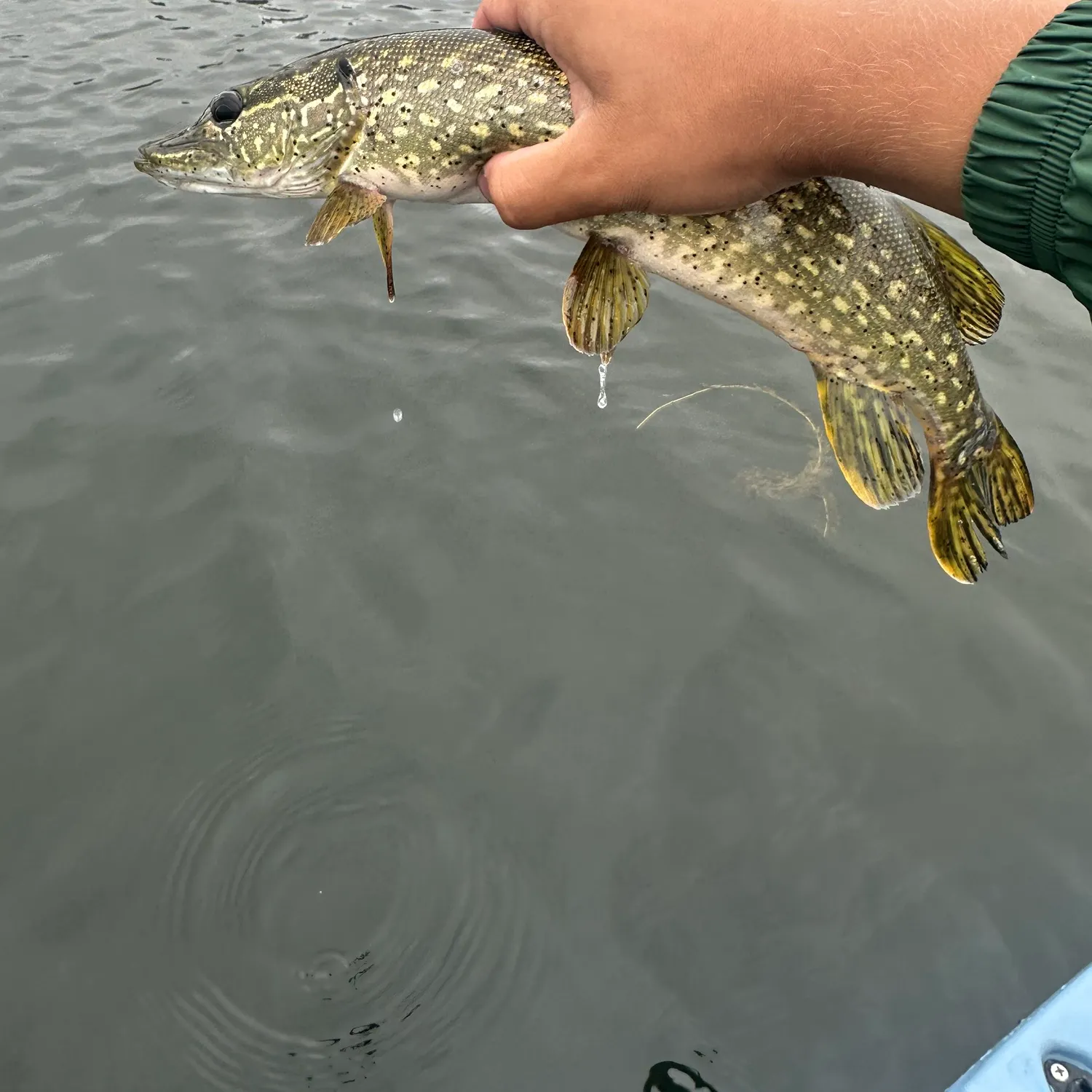 Northern pike caught on Fishbrain