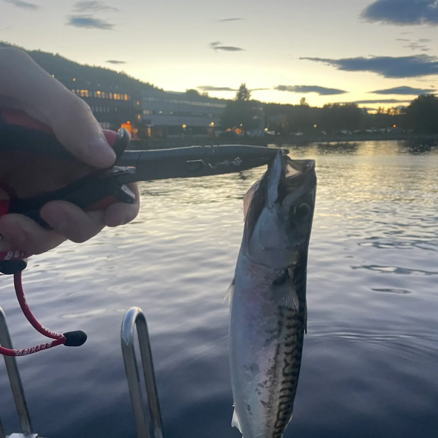 Atlantic mackerel caught on Fishbrain