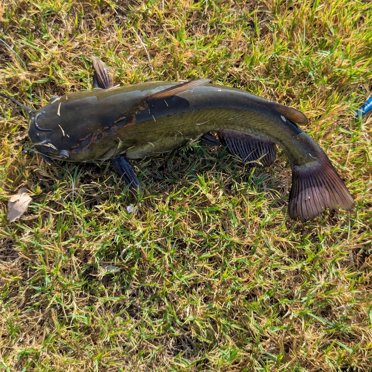 Black bullhead caught on Fishbrain