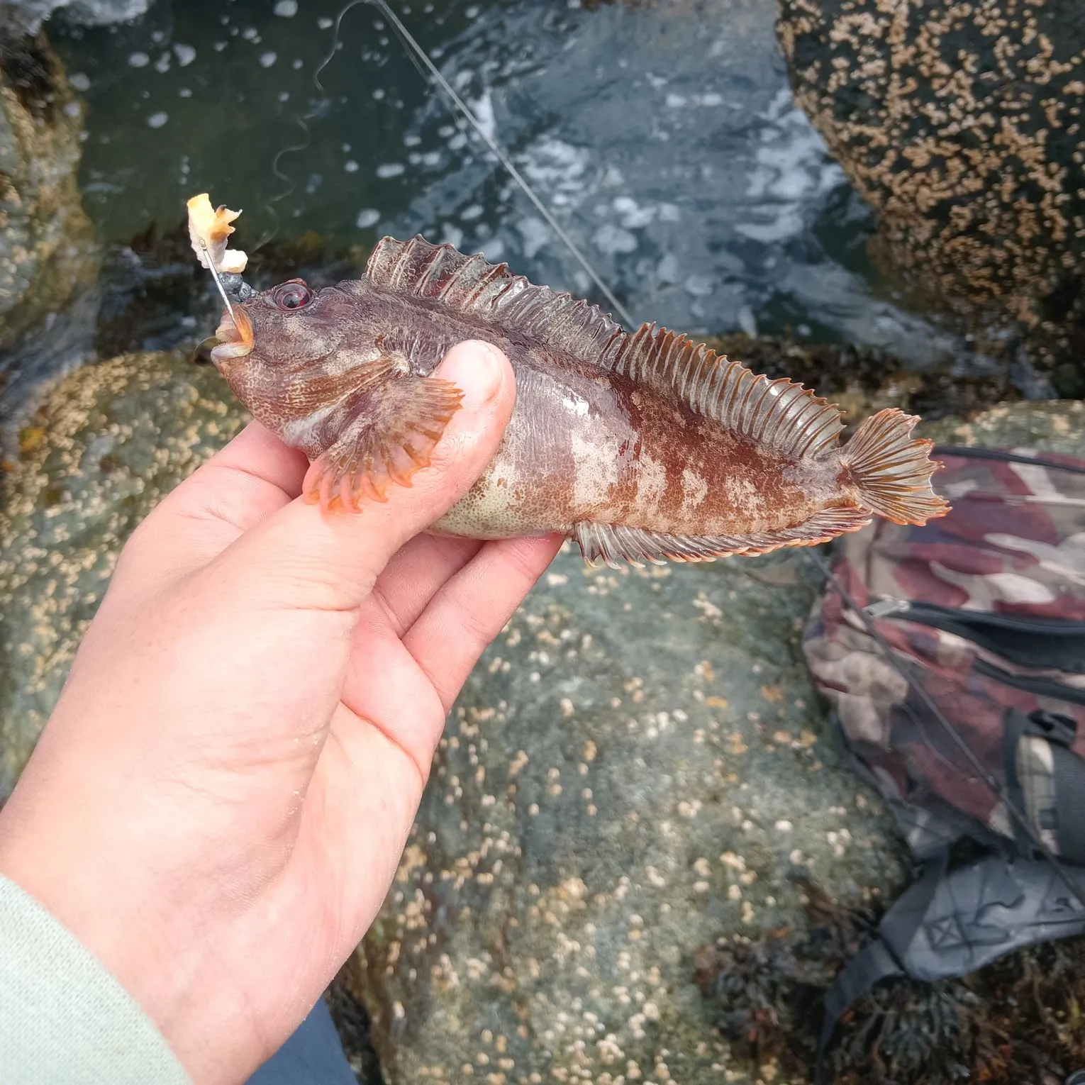 The most recent Tompot blenny catches on Fishbrain