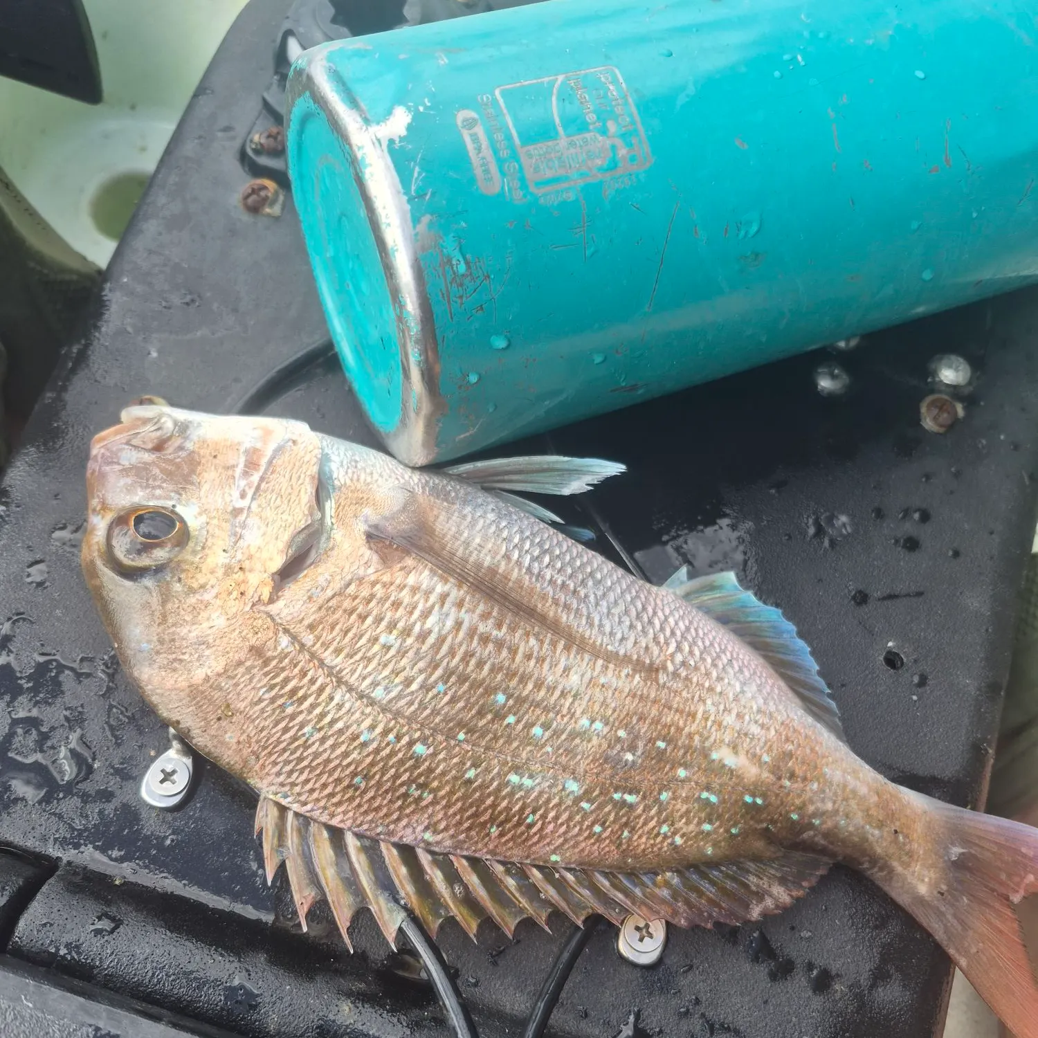 Fish caught on Fishbrain