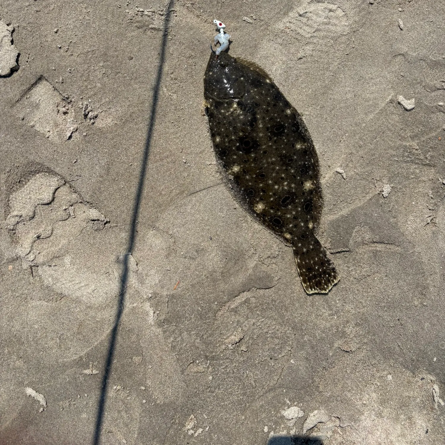 The most recent Summer flounder catches on Fishbrain