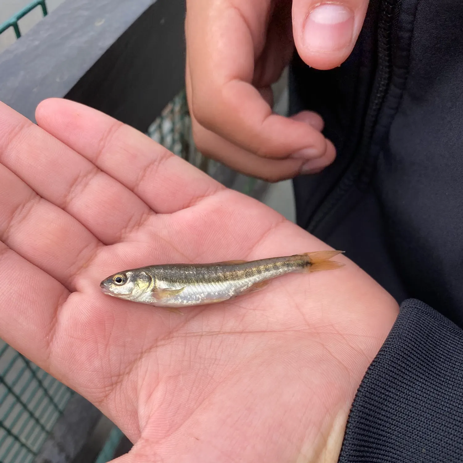 Eurasian minnow caught on Fishbrain