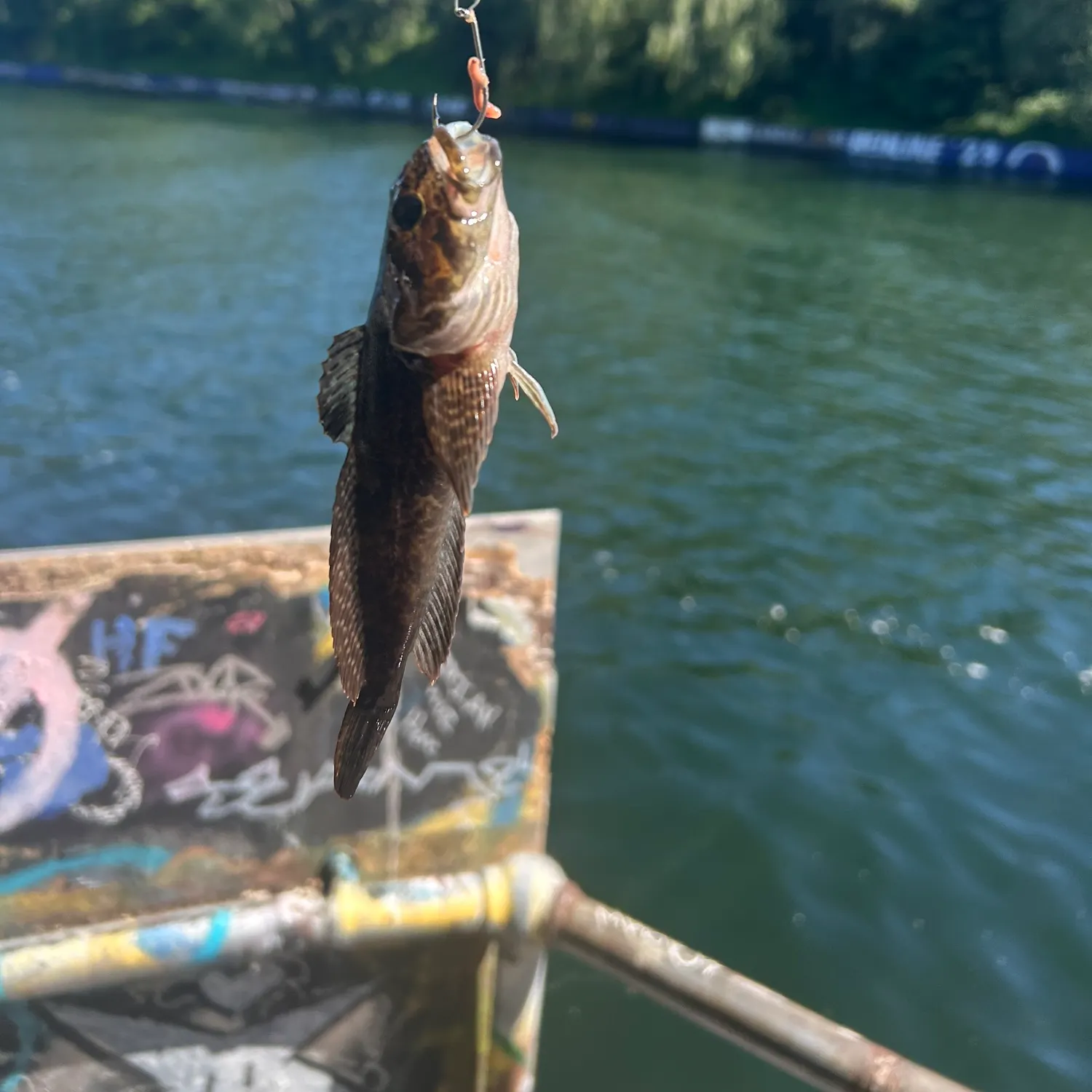 The most recent Mottled sculpin catches on Fishbrain
