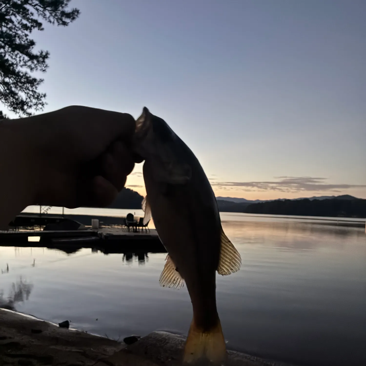 Spotted bass caught on Fishbrain