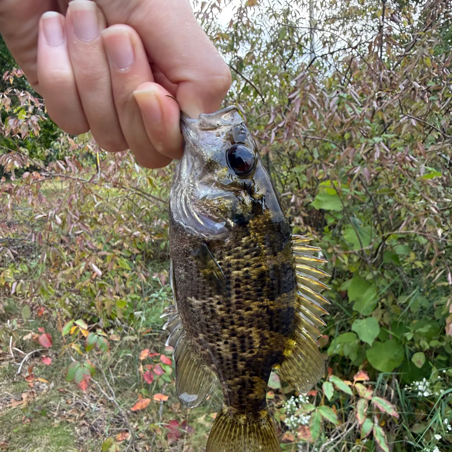 Rock bass caught on Fishbrain