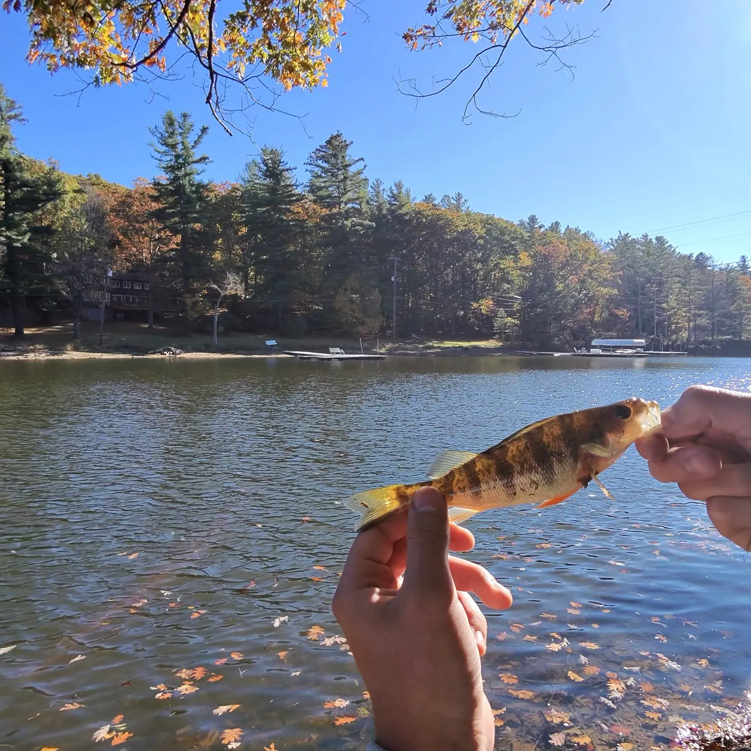 Yellow perch caught on Fishbrain