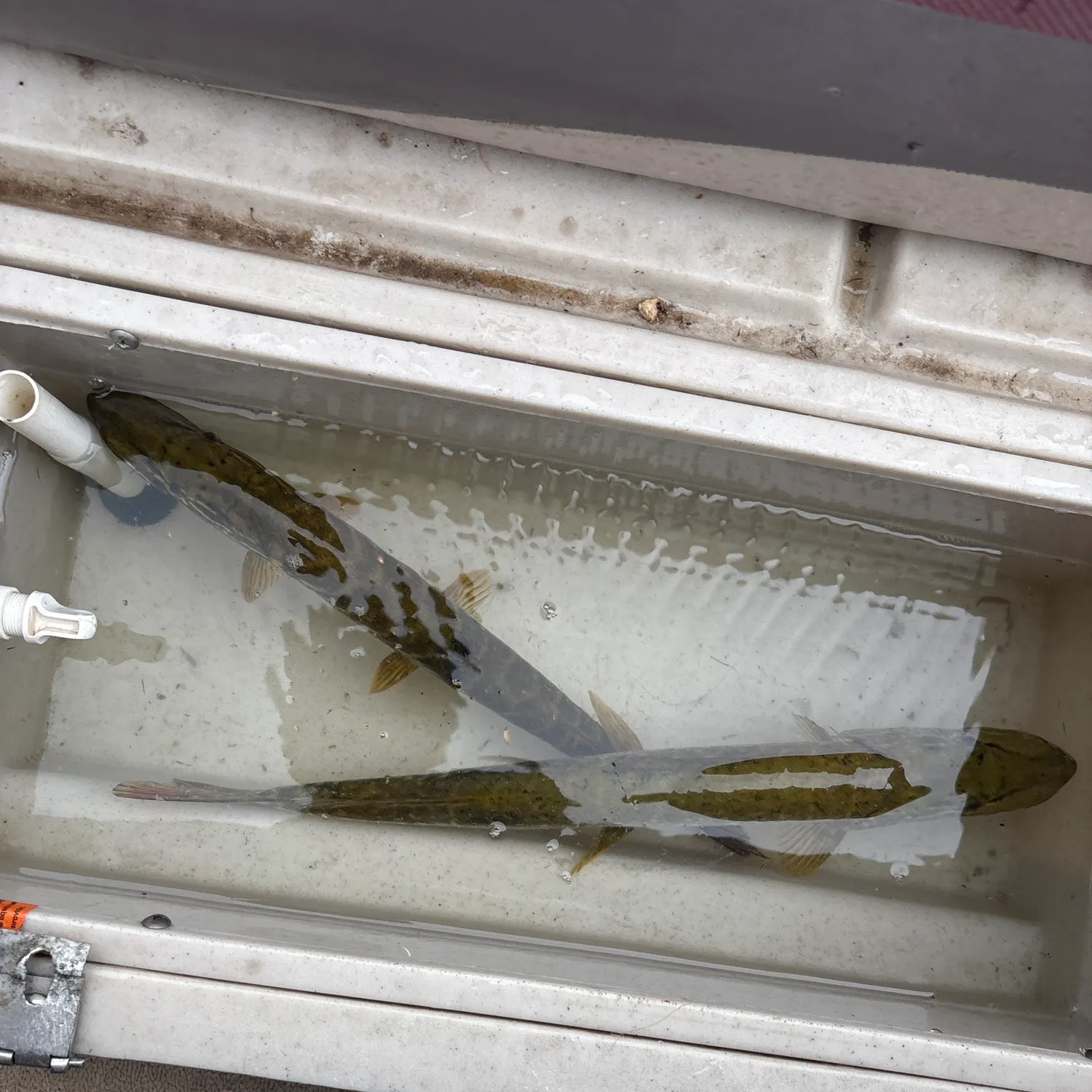 Northern pike caught on Fishbrain