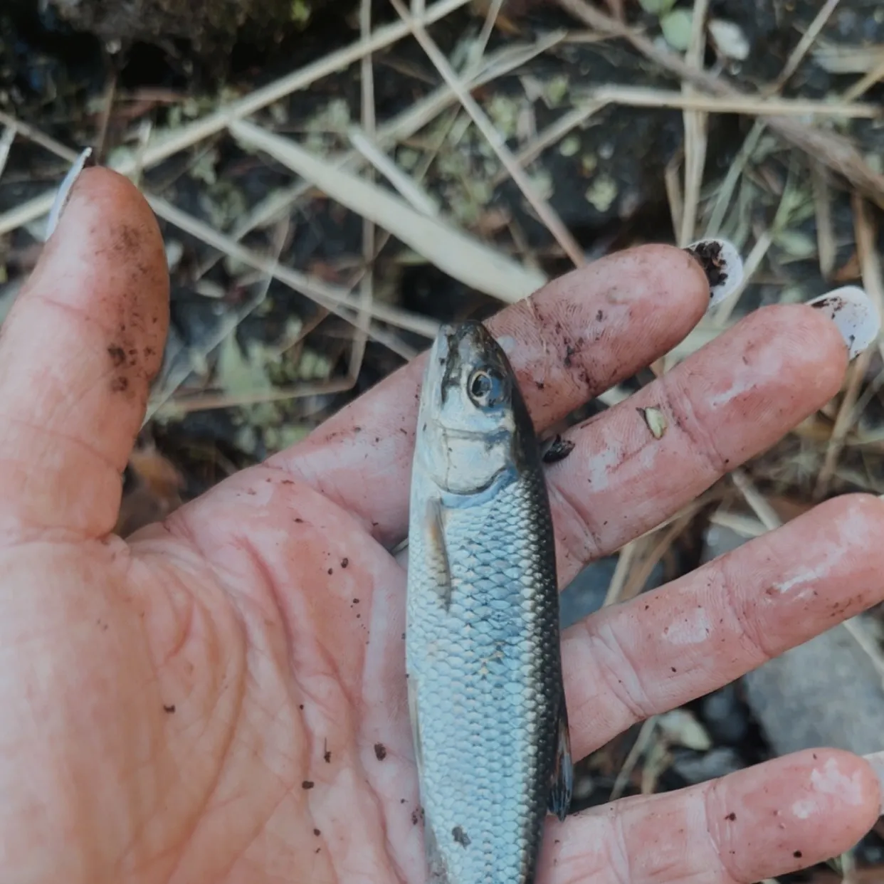 Fallfish caught on Fishbrain