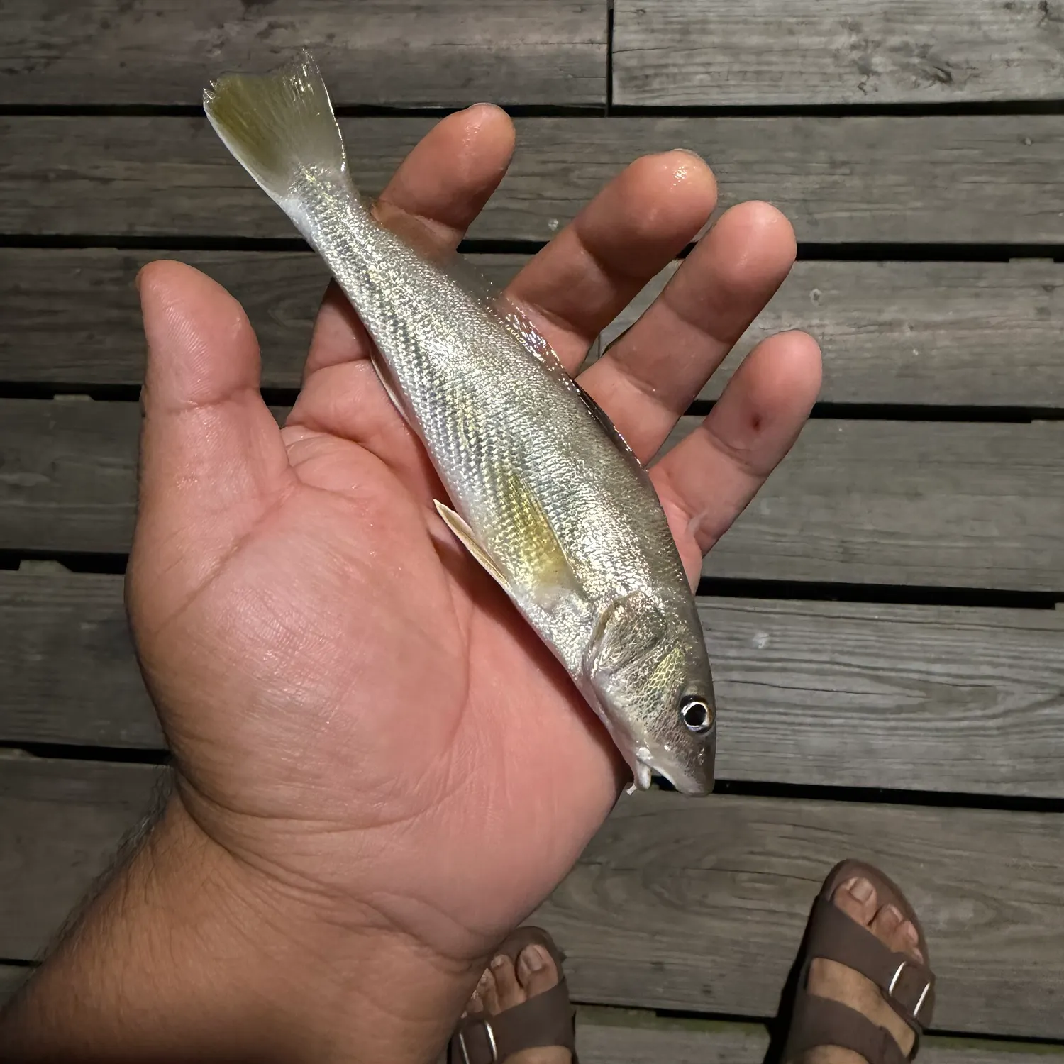 Southern kingcroaker caught on Fishbrain