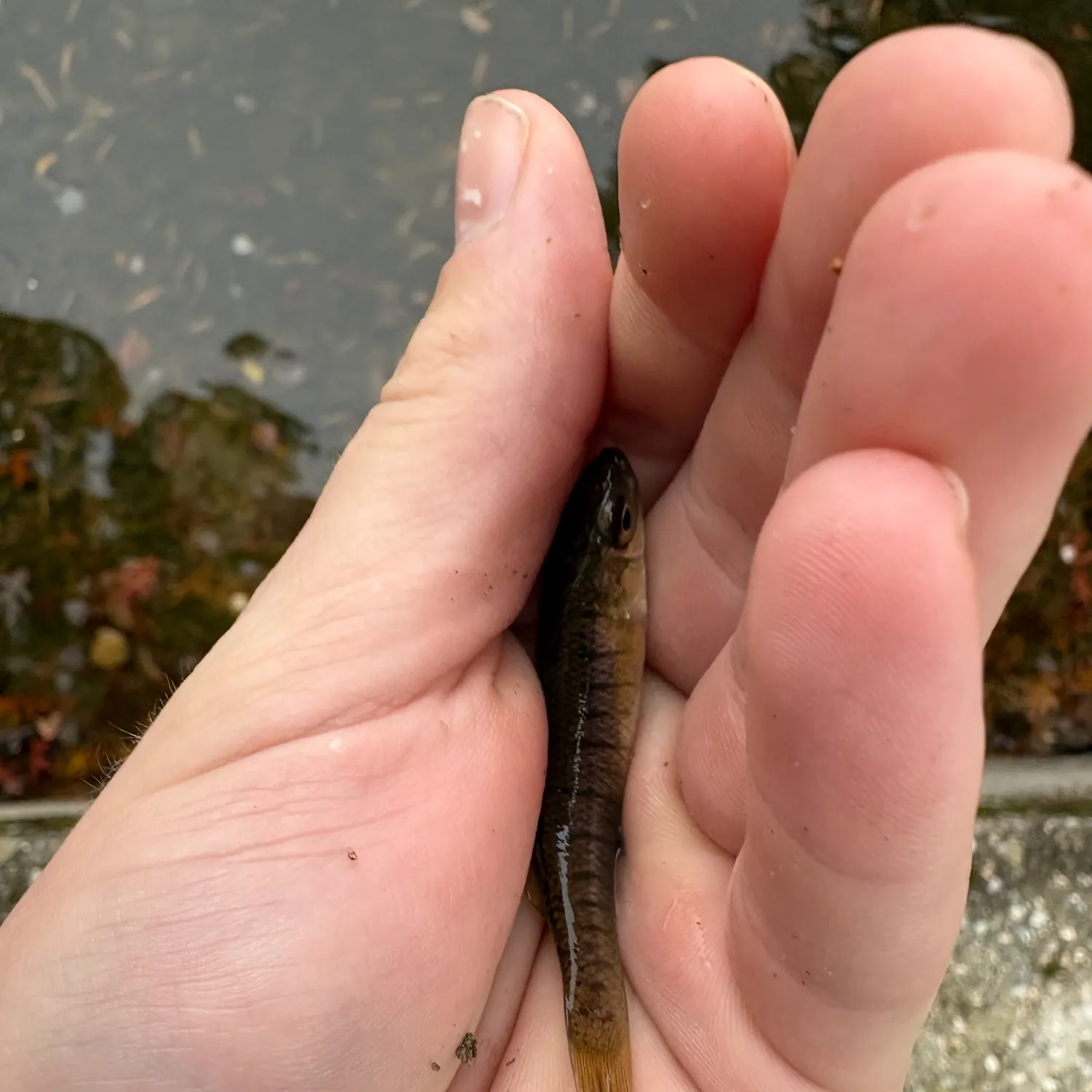 Banded killifish caught on Fishbrain