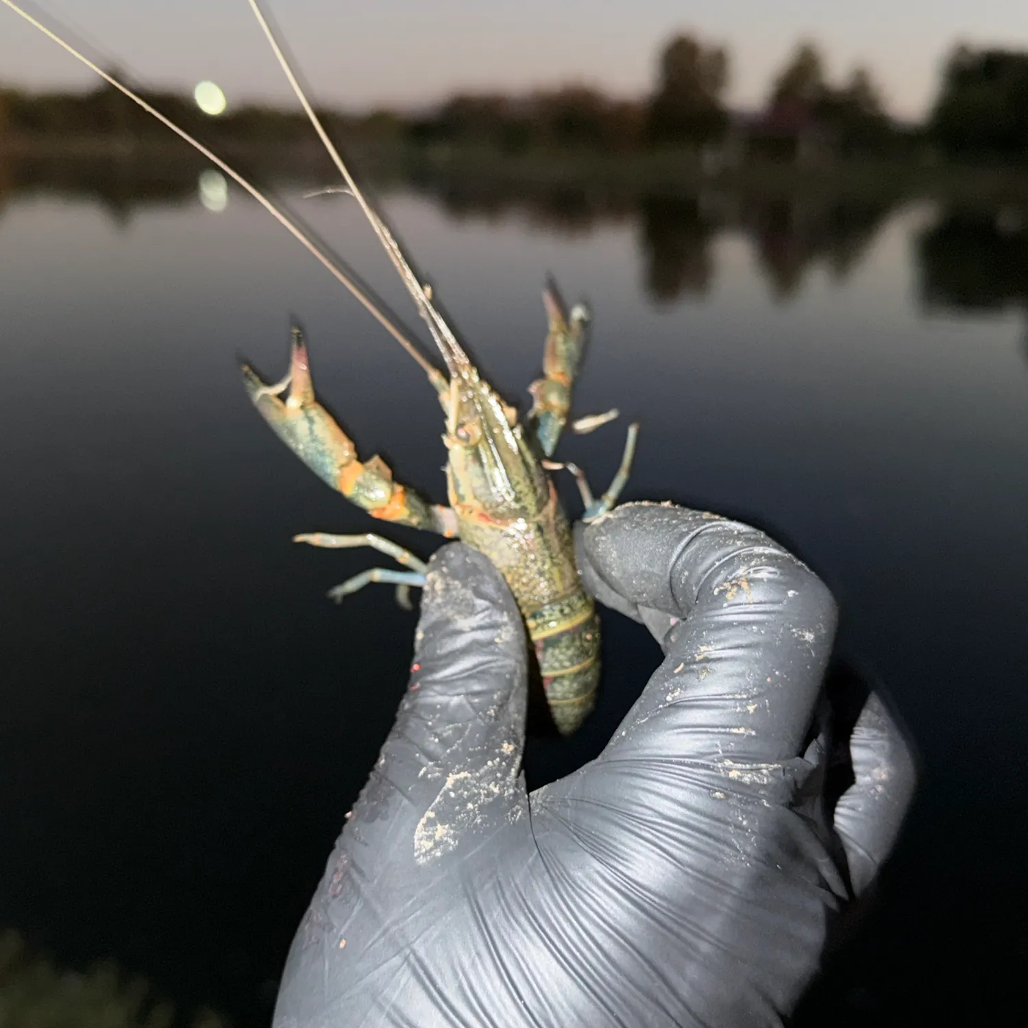 The most recent Australian redclaw crayfish catches on Fishbrain