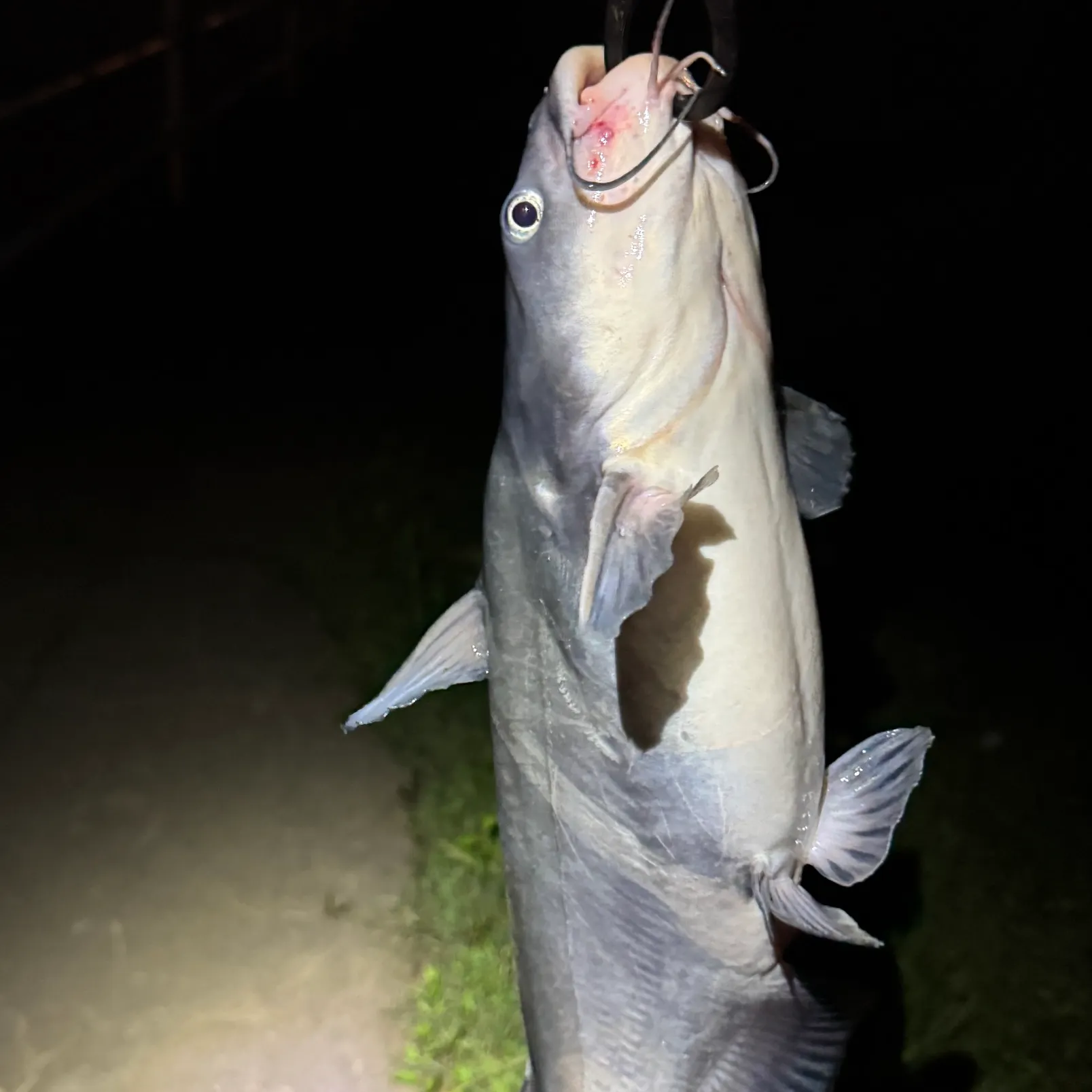 The most recent Blue catfish catches on Fishbrain