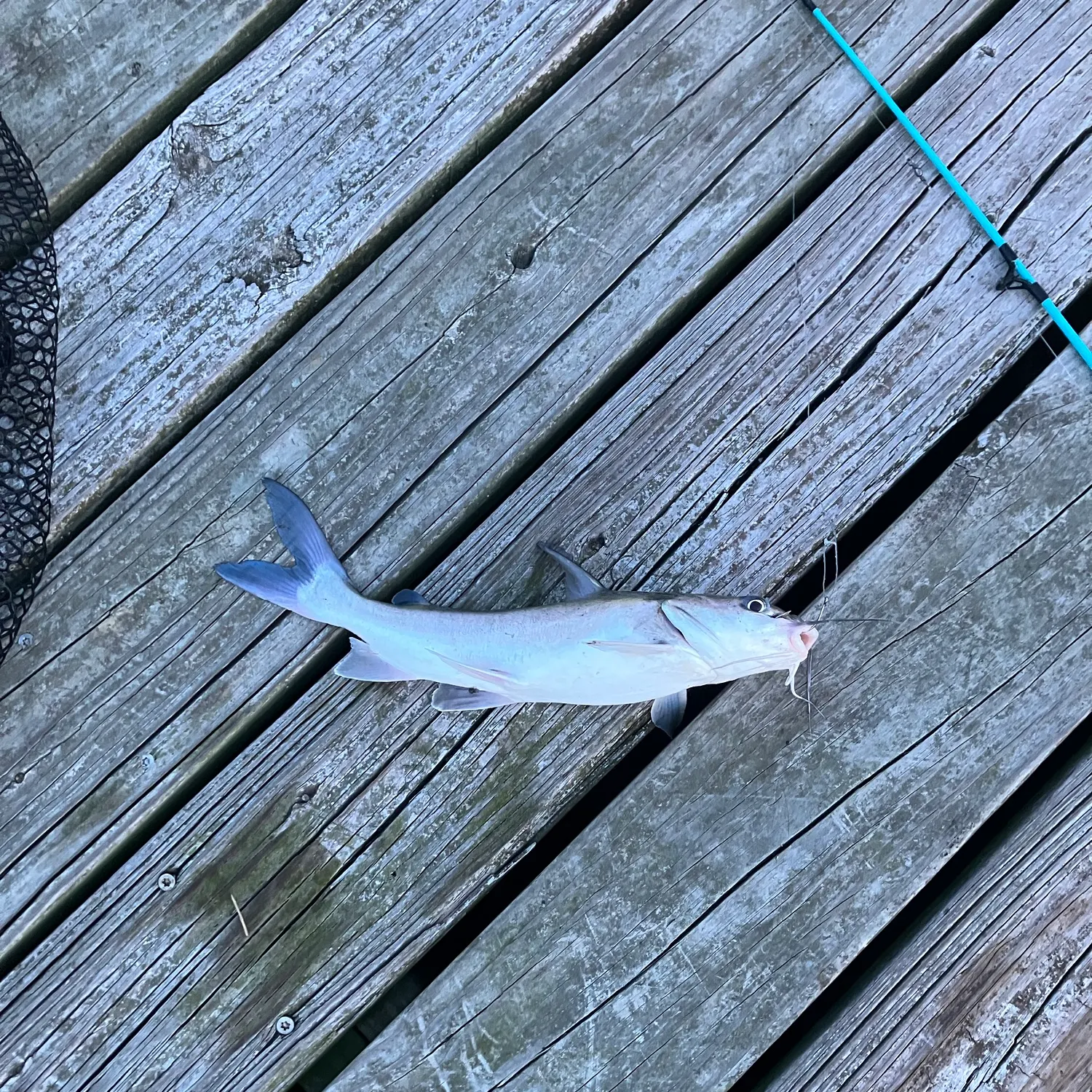Hardhead sea catfish caught on Fishbrain