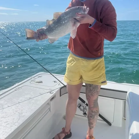 The most recent Red grouper catches on Fishbrain
