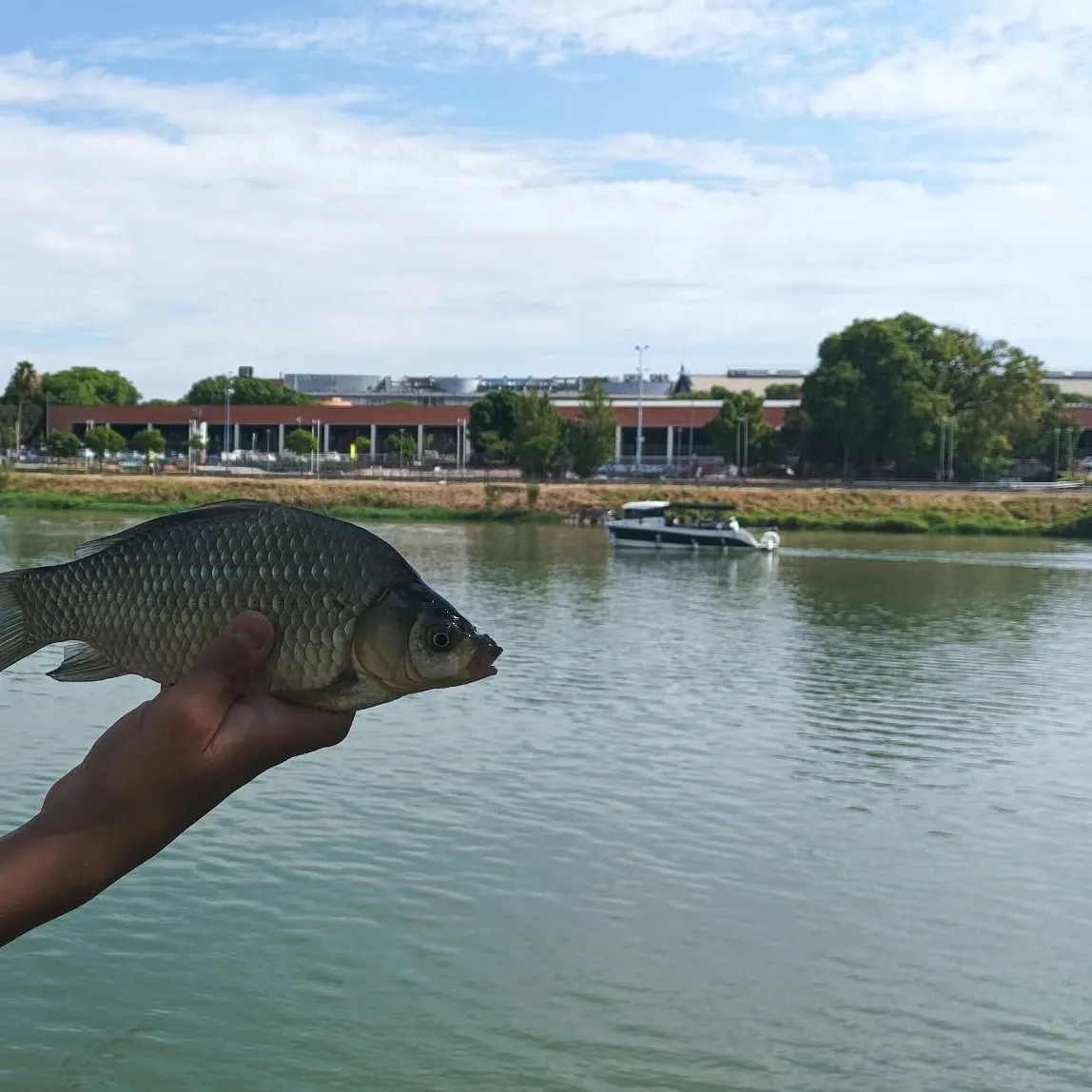 Crucian carp caught on Fishbrain