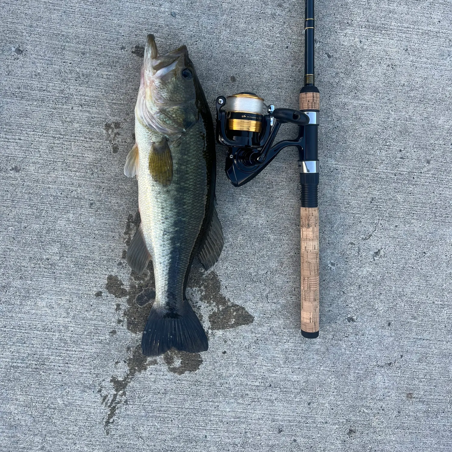 Largemouth bass caught on Fishbrain