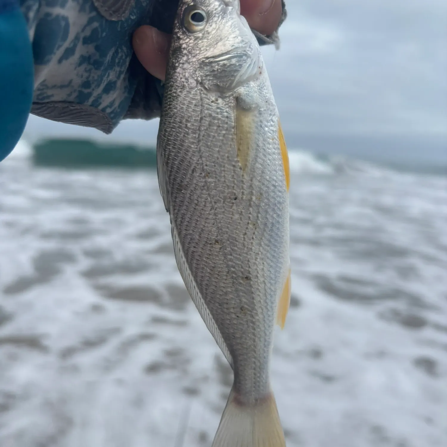 The most recent Yellowfin croaker catches on Fishbrain