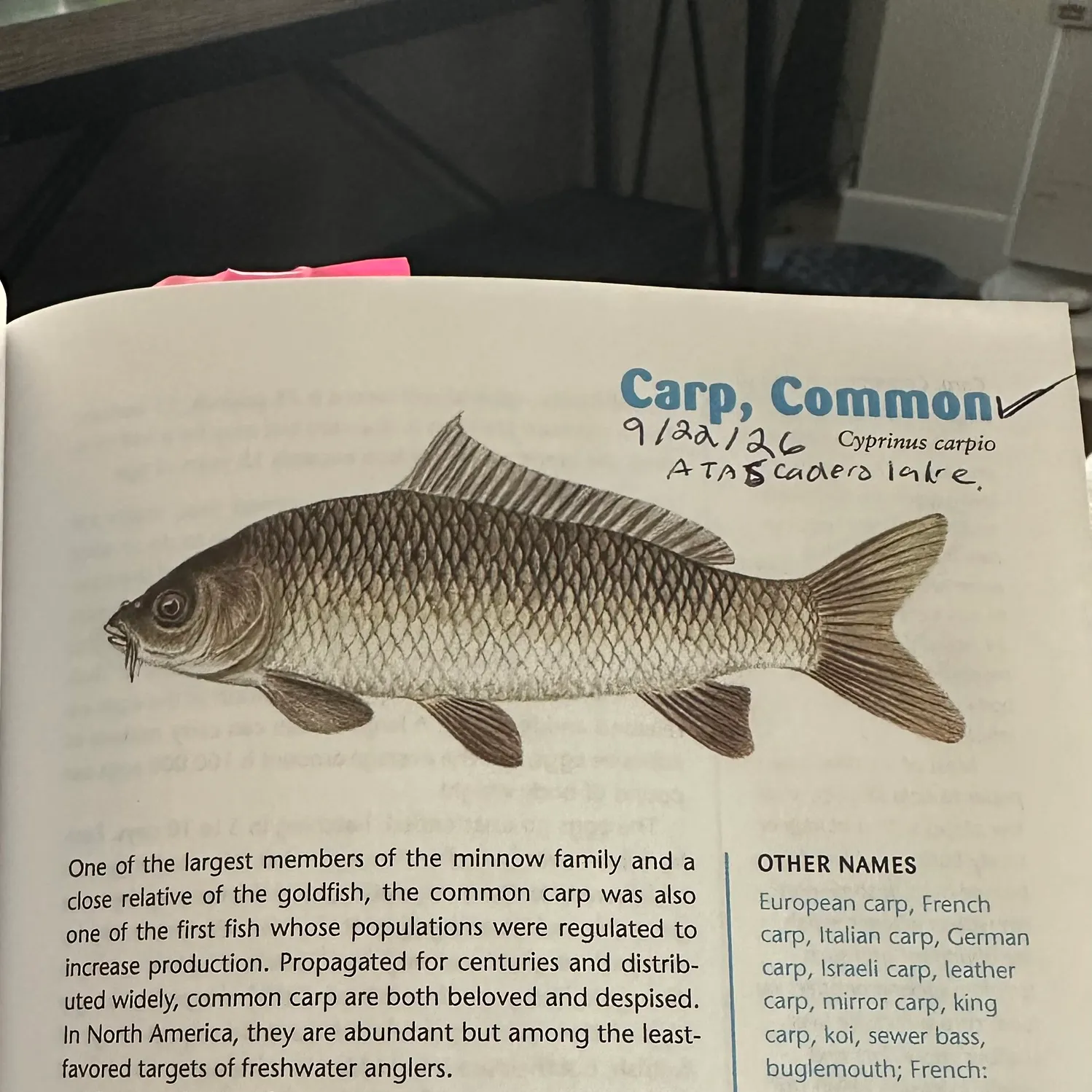 Common carp caught on Fishbrain