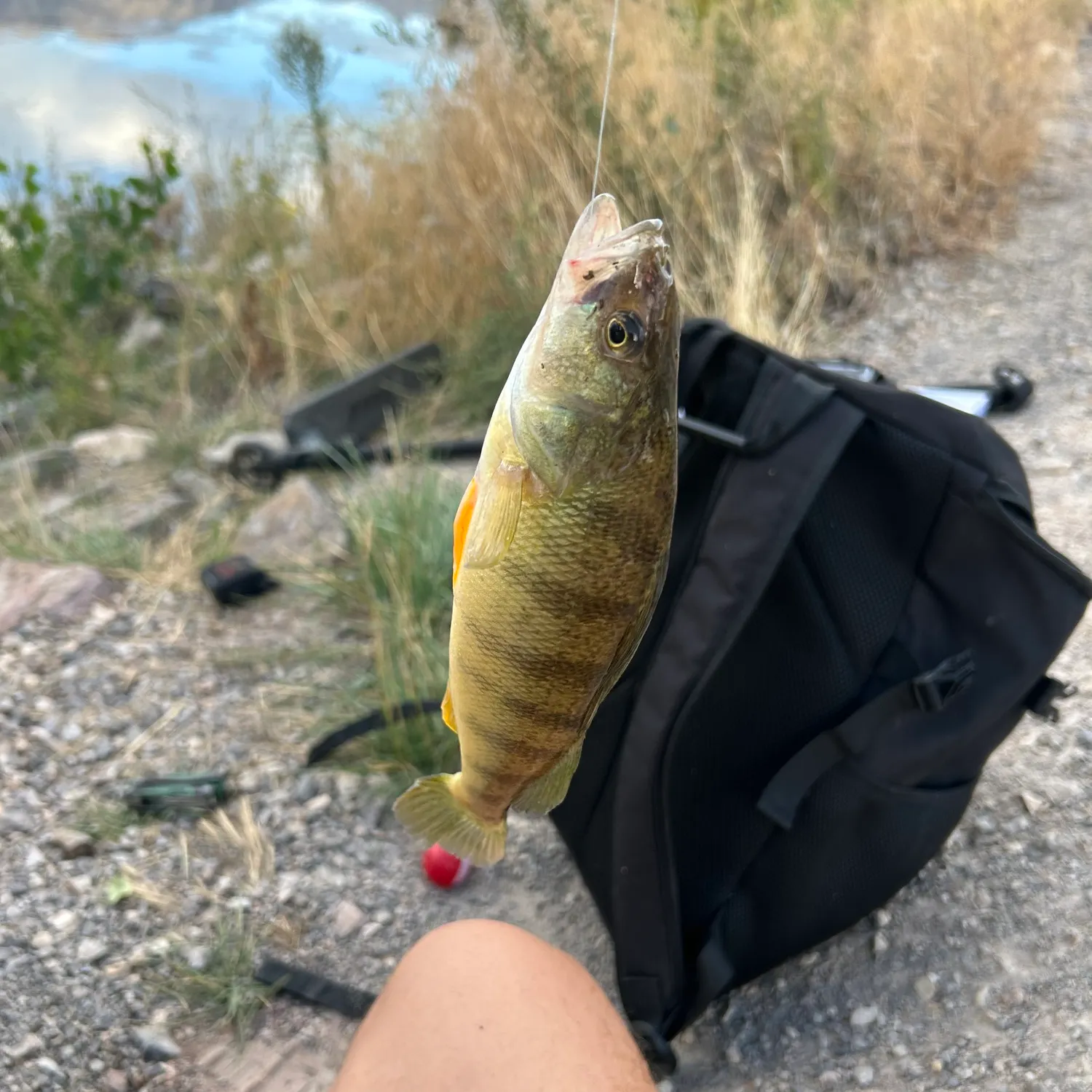 Yellow perch caught on Fishbrain