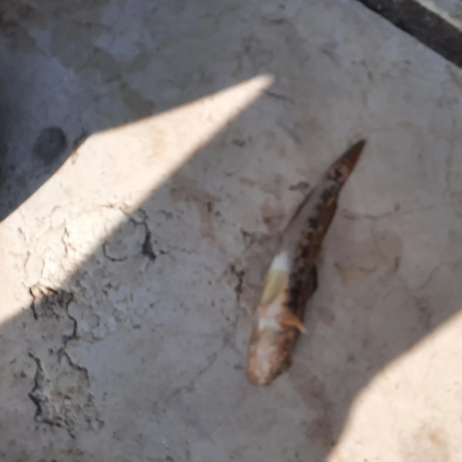 The most recent Sand goby catches on Fishbrain