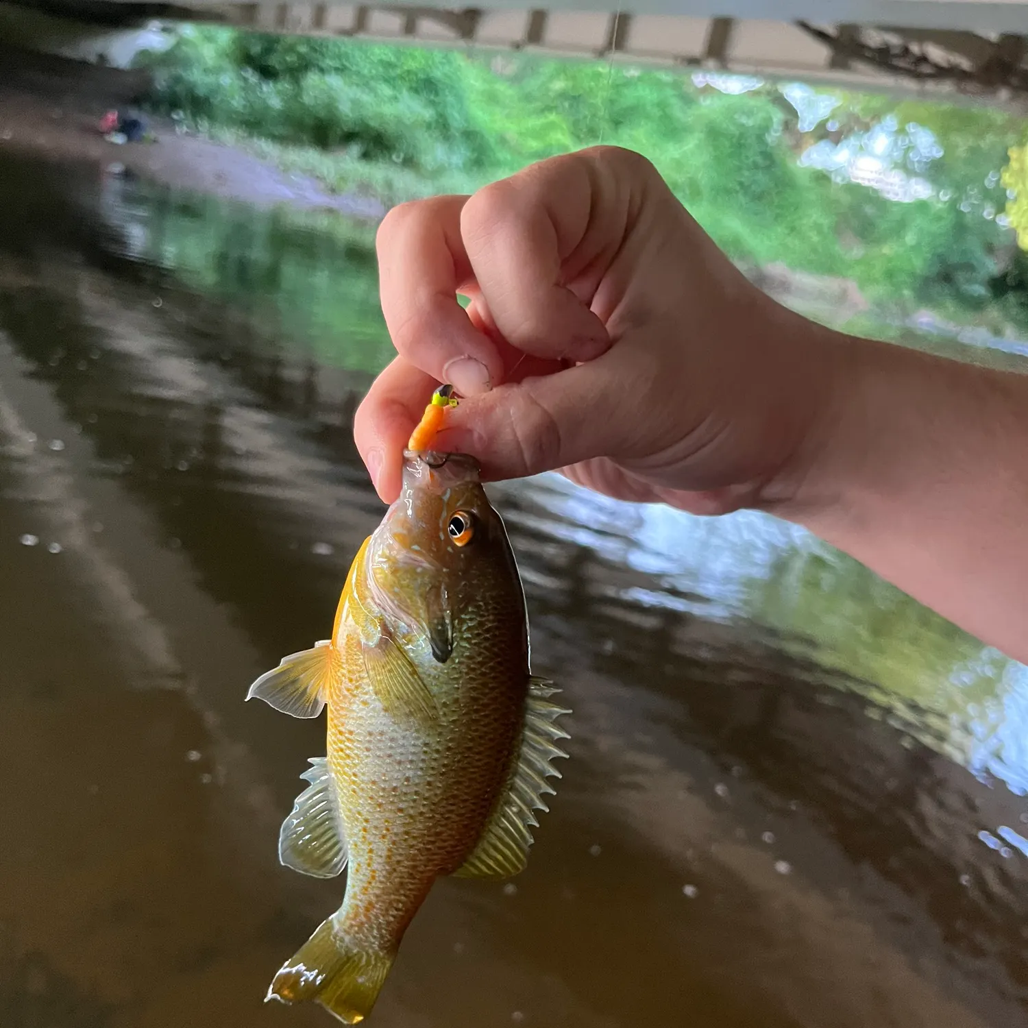 Redbreast sunfish caught on Fishbrain