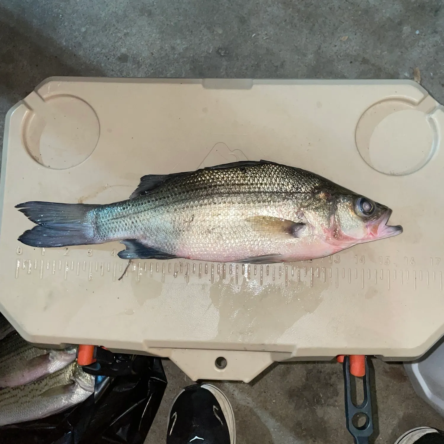 White bass caught on Fishbrain
