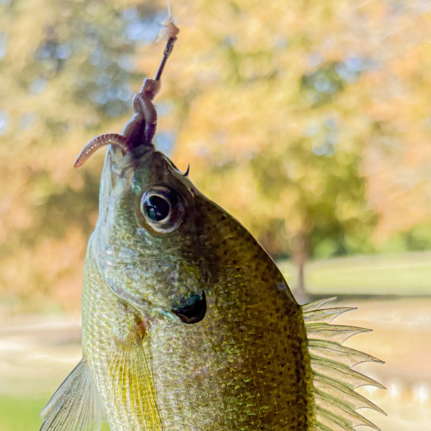 Bluegill caught on Fishbrain