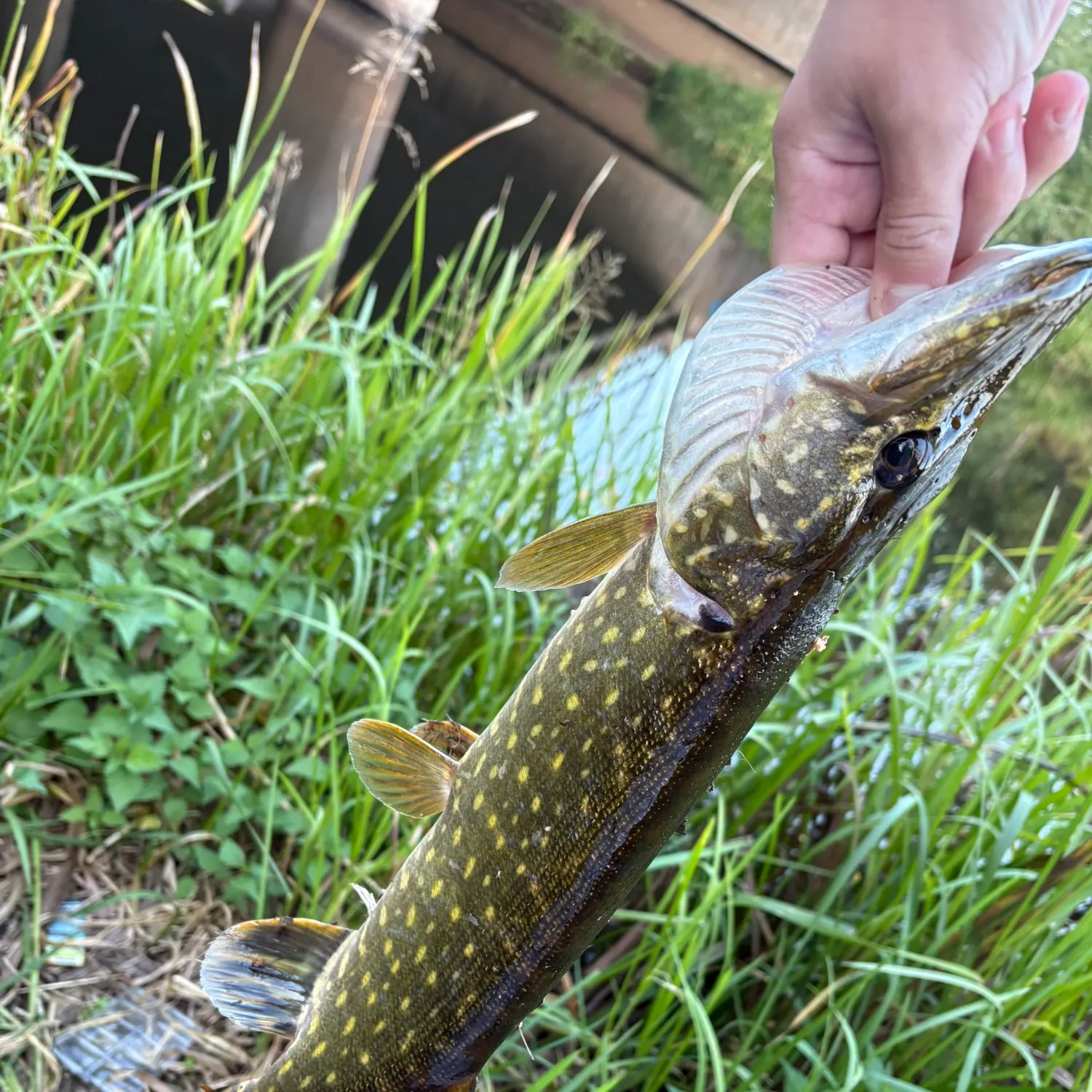 catch