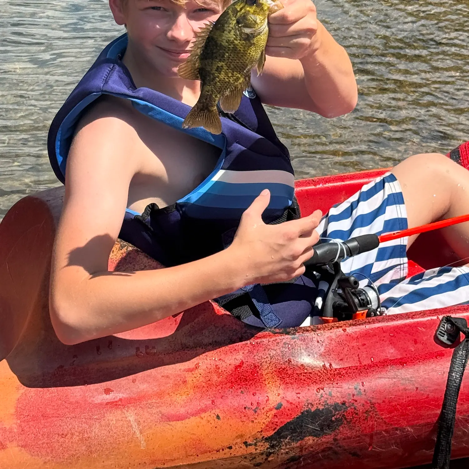 Rock bass caught on Fishbrain