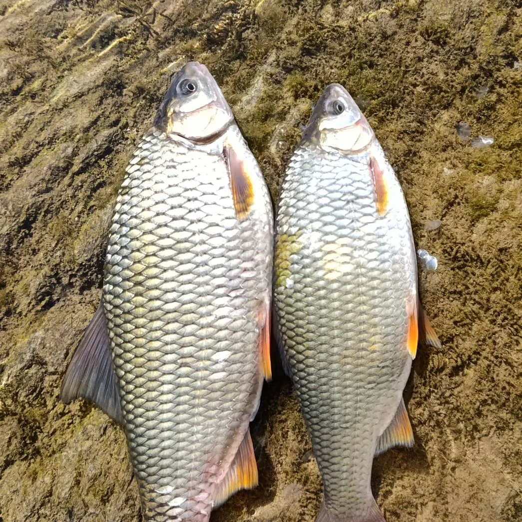 The most recent Cactus roach catches on Fishbrain