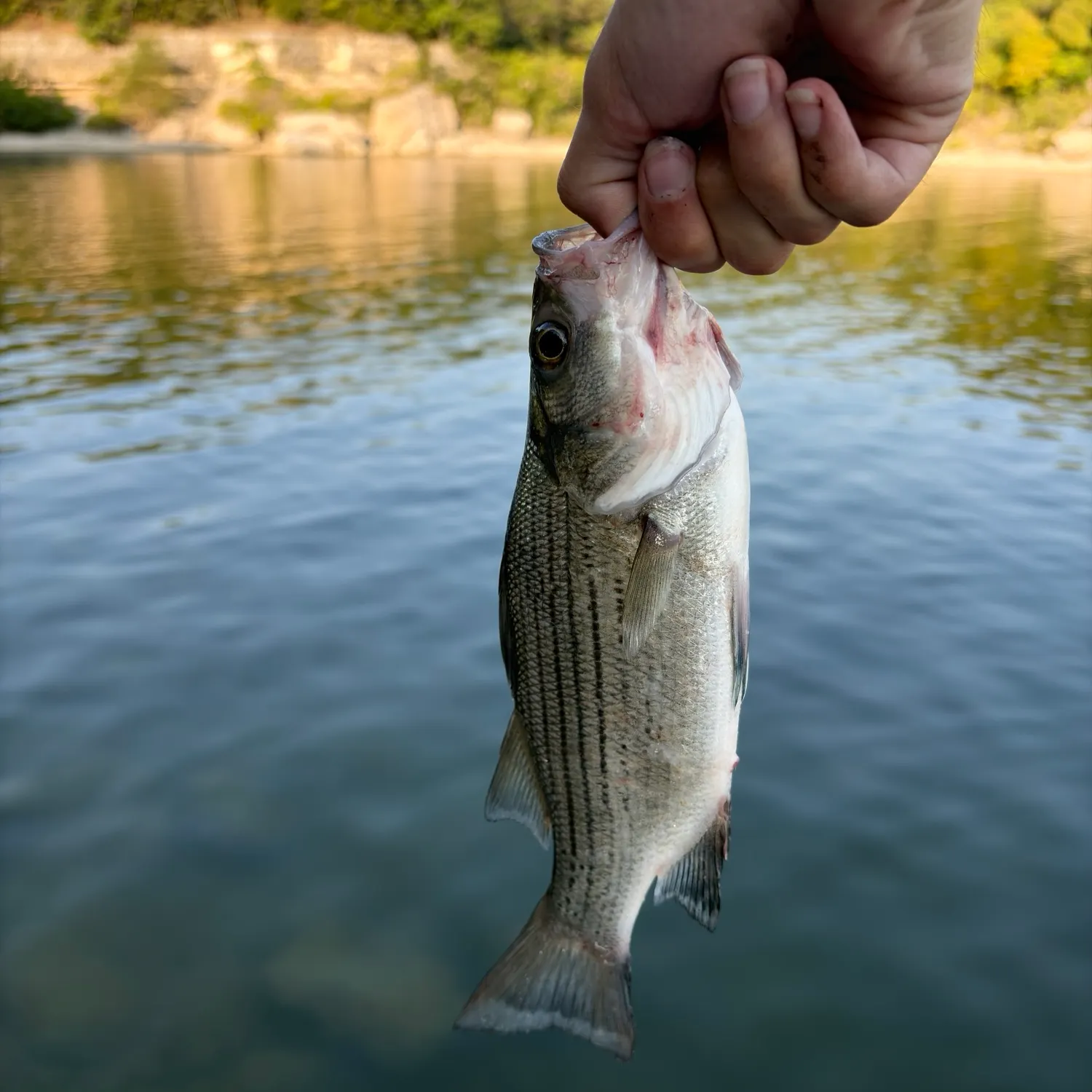 White bass caught on Fishbrain